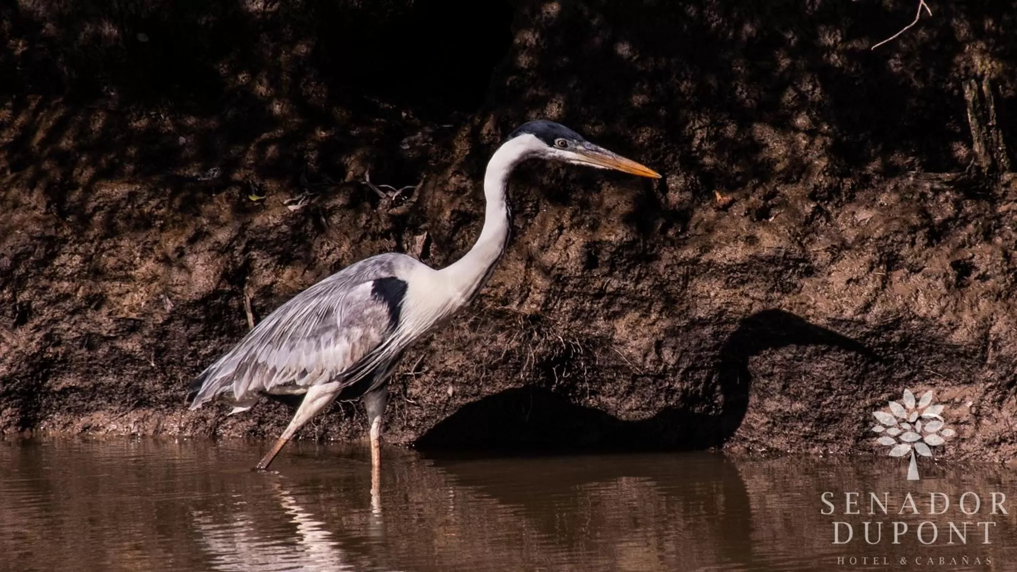 Other Animals in Senador Dupont