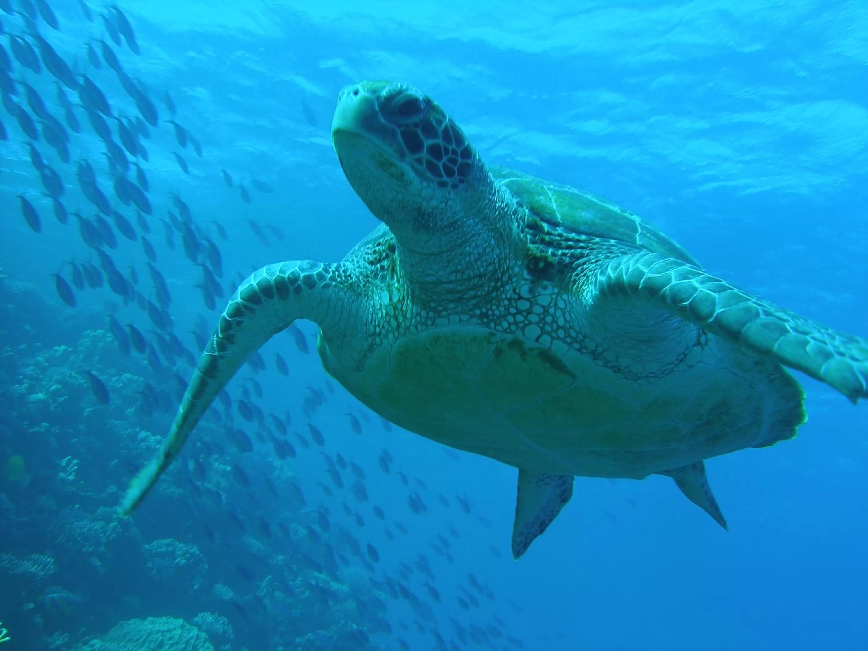 Snorkeling in Coral Sun Beach