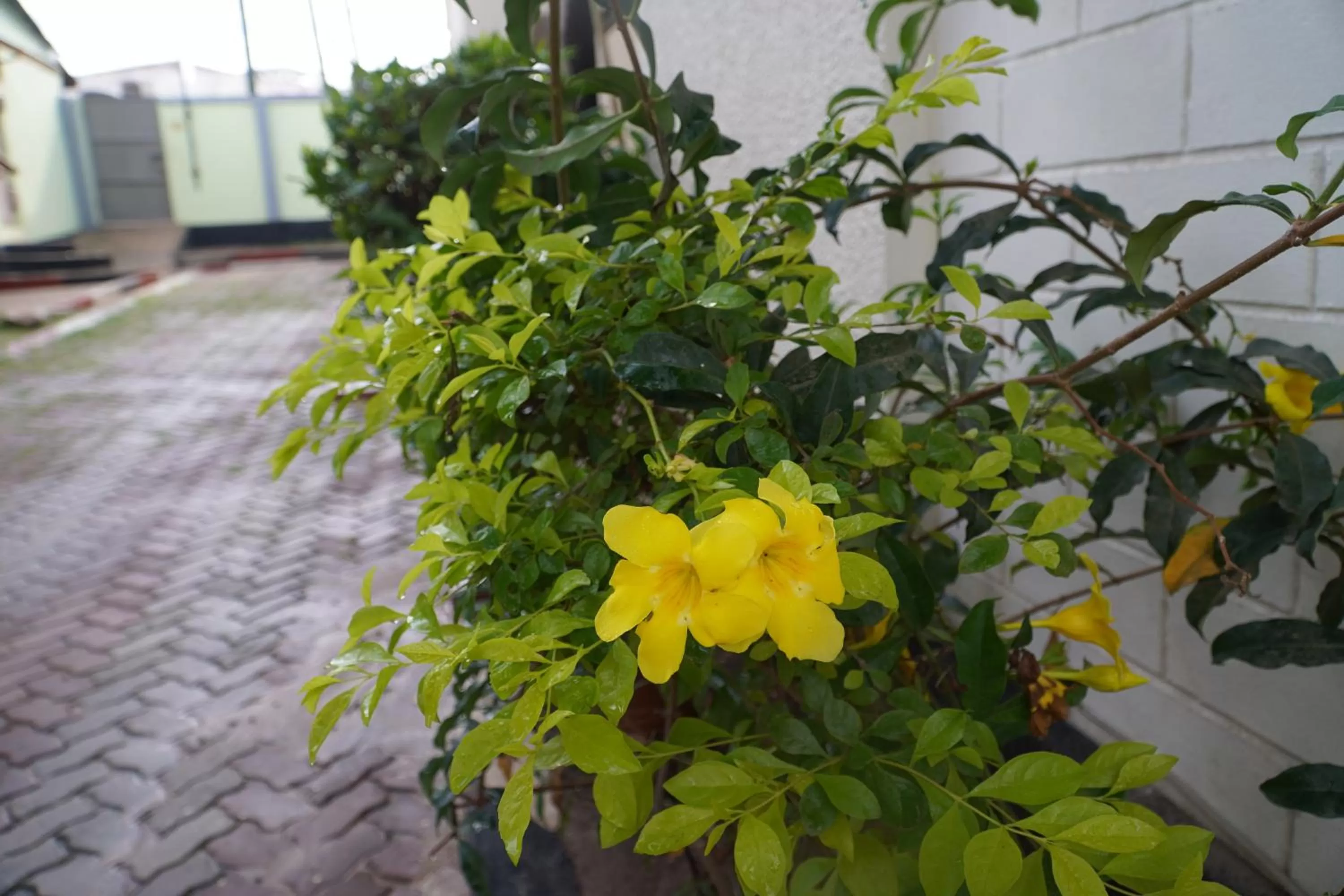 L&J Modern Backpackers Kinondoni