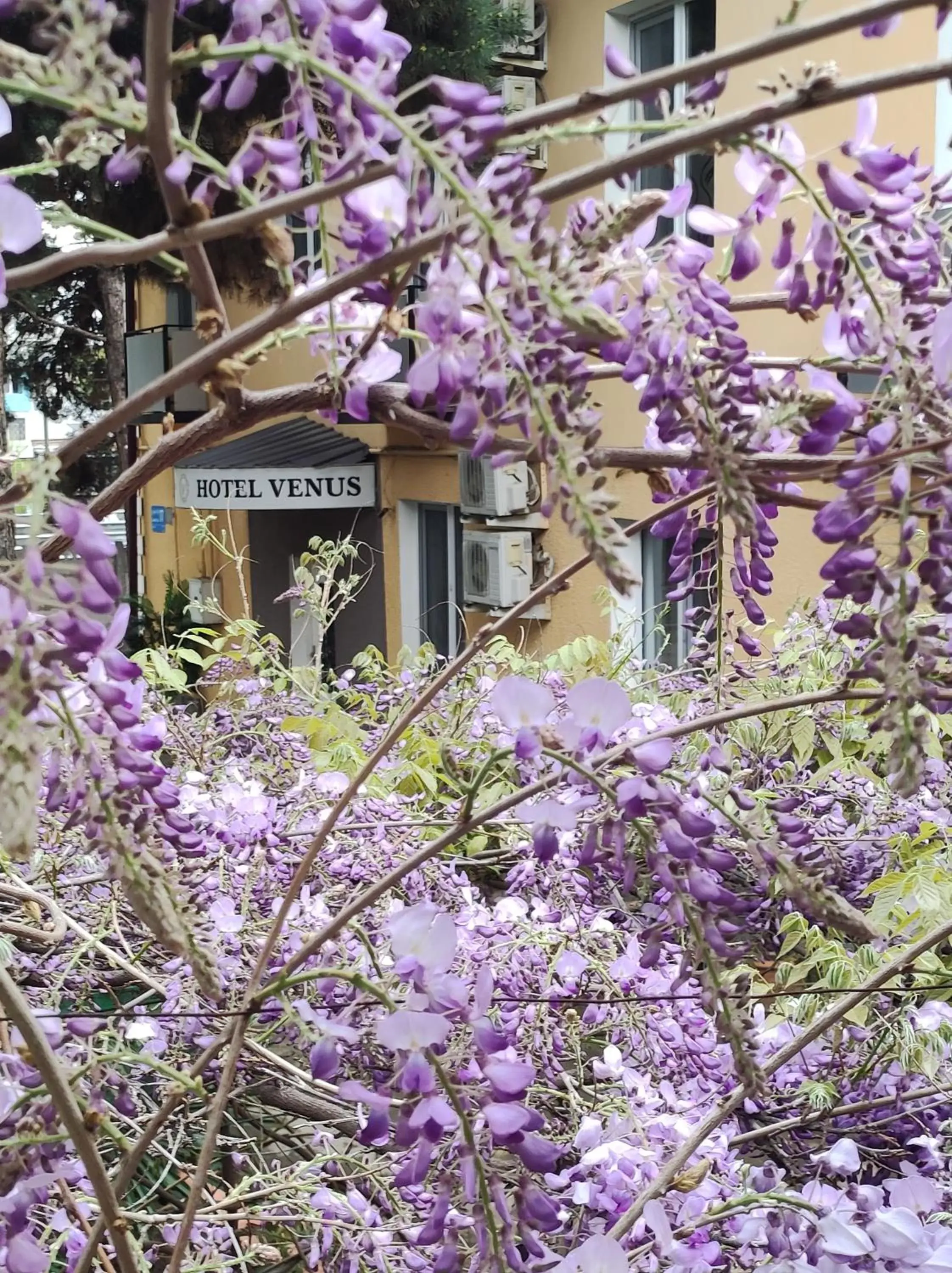 Hotel VENUS Hotel VENUS
