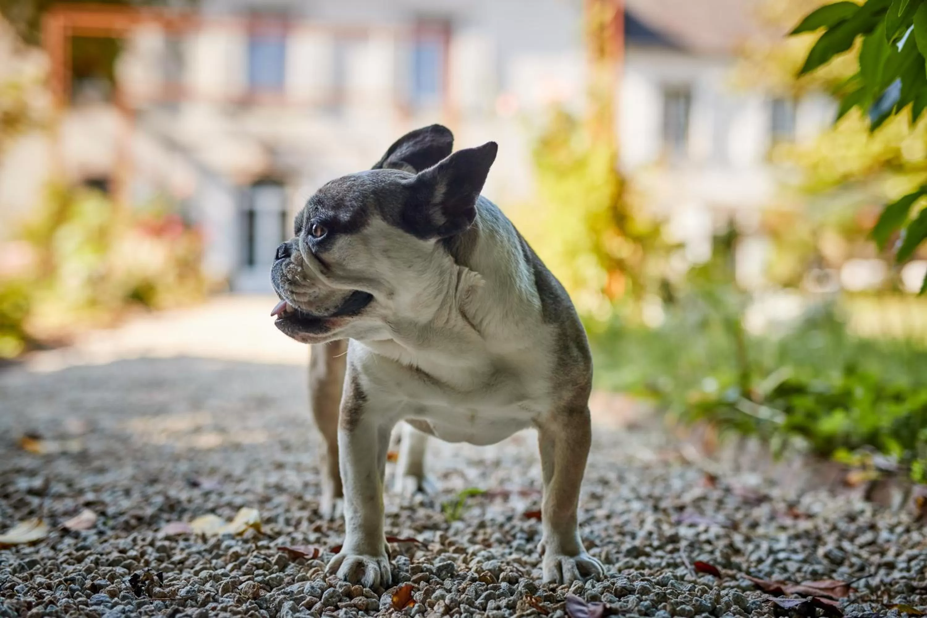 Pets in la_grande_guerais