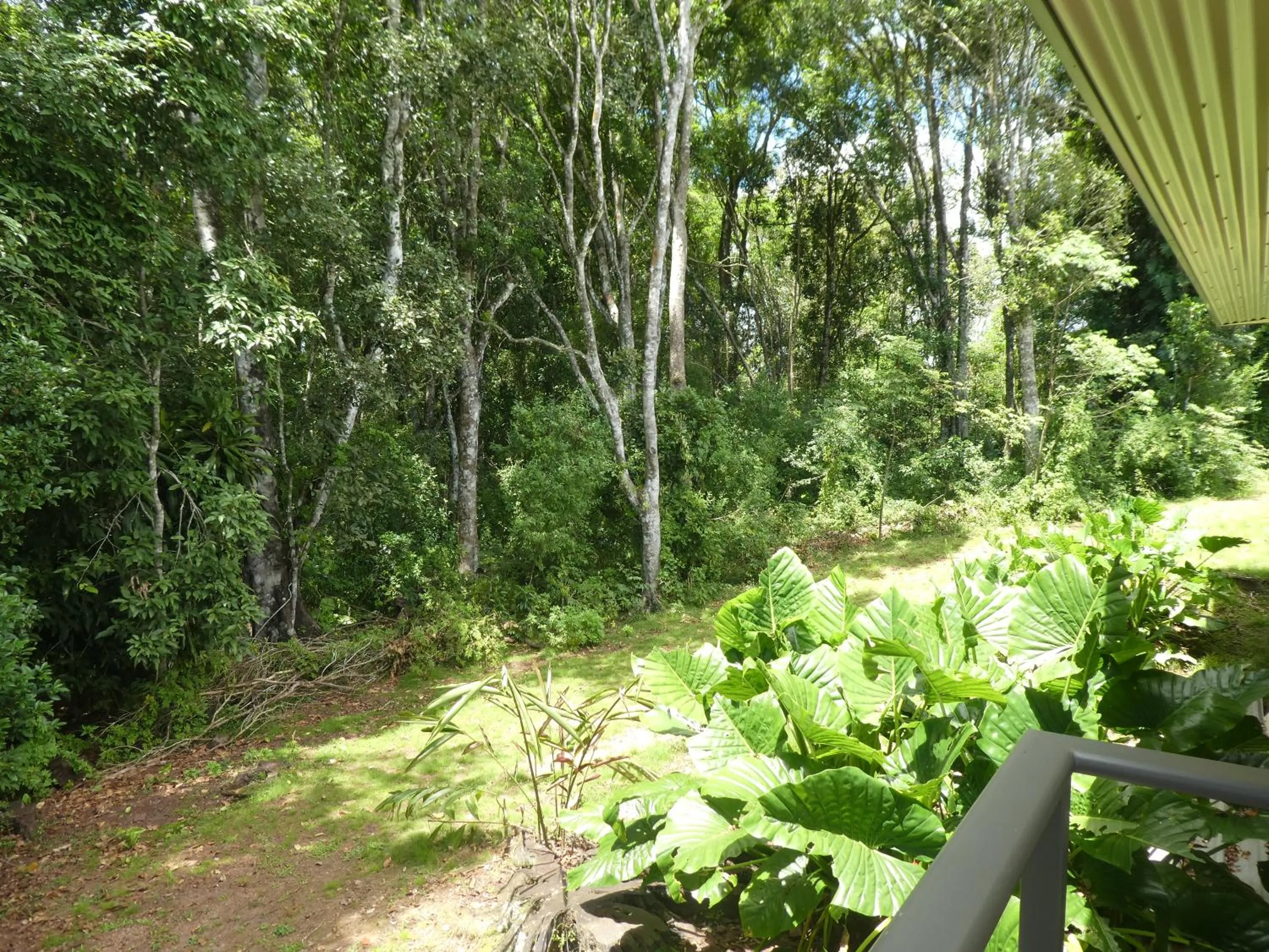 Natural landscape in The Summit Rainforest Retreat