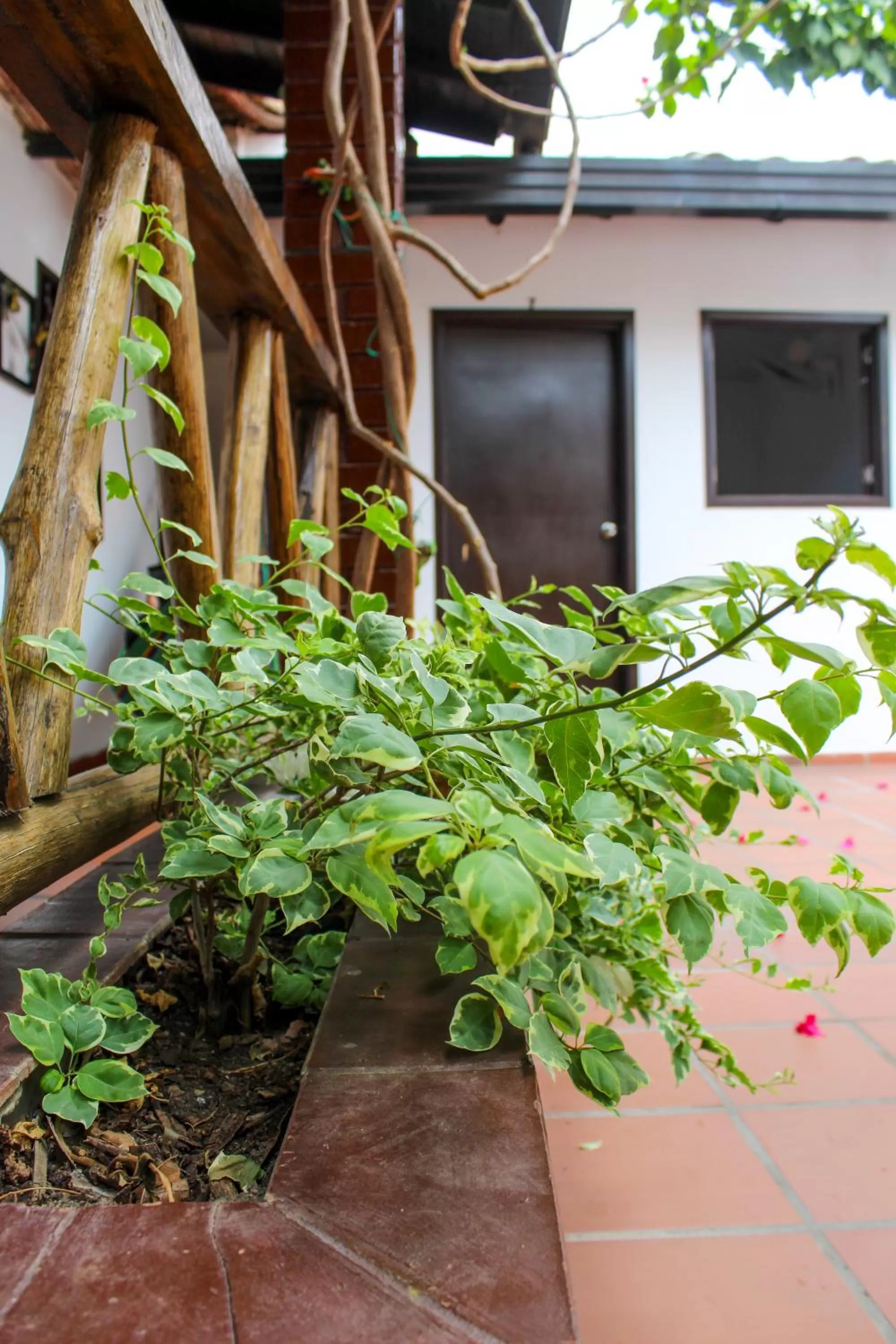 Spring in Hotel Colonial San Felipe