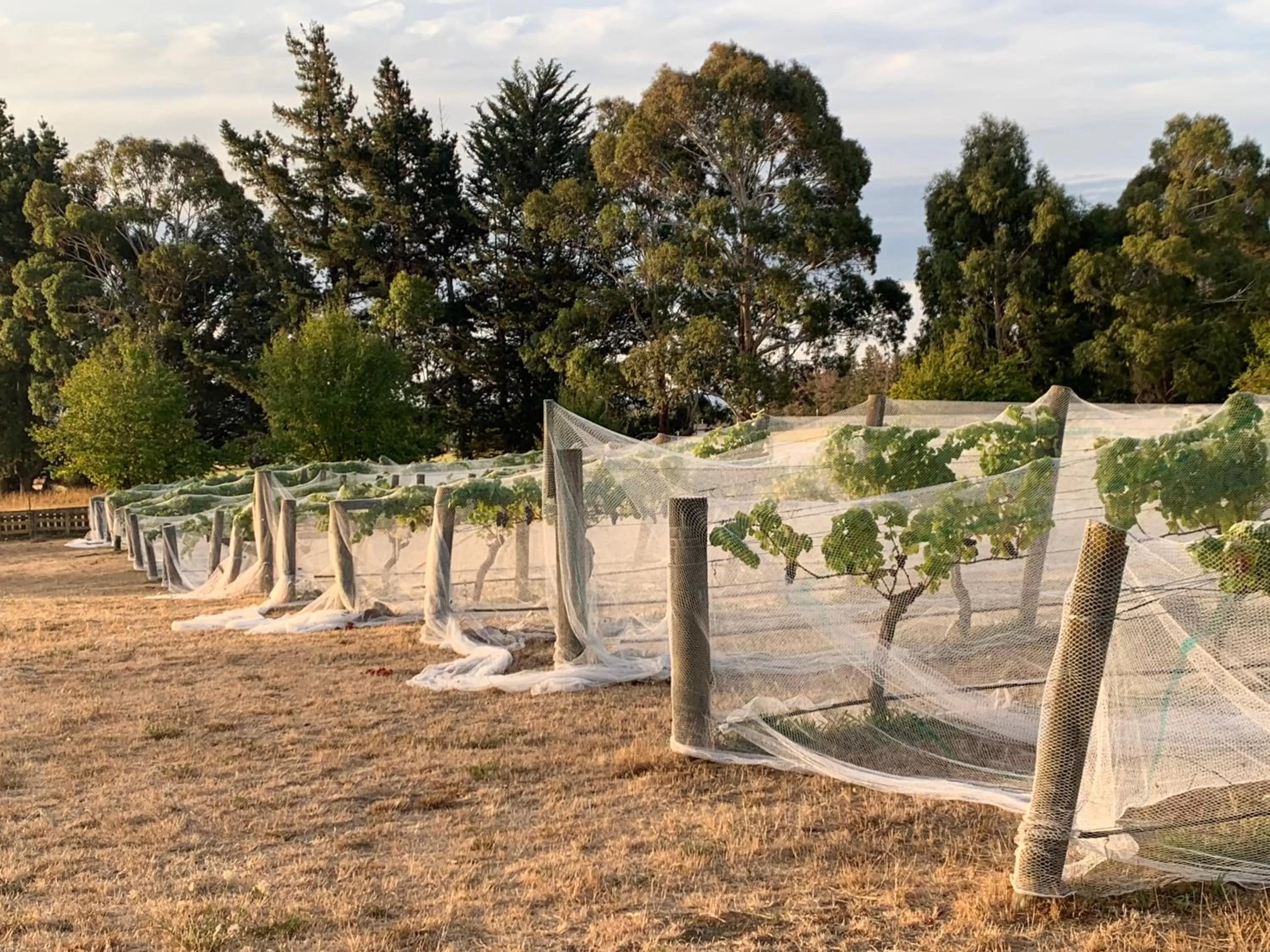 Garden view in Quail Farm, Colonial charm