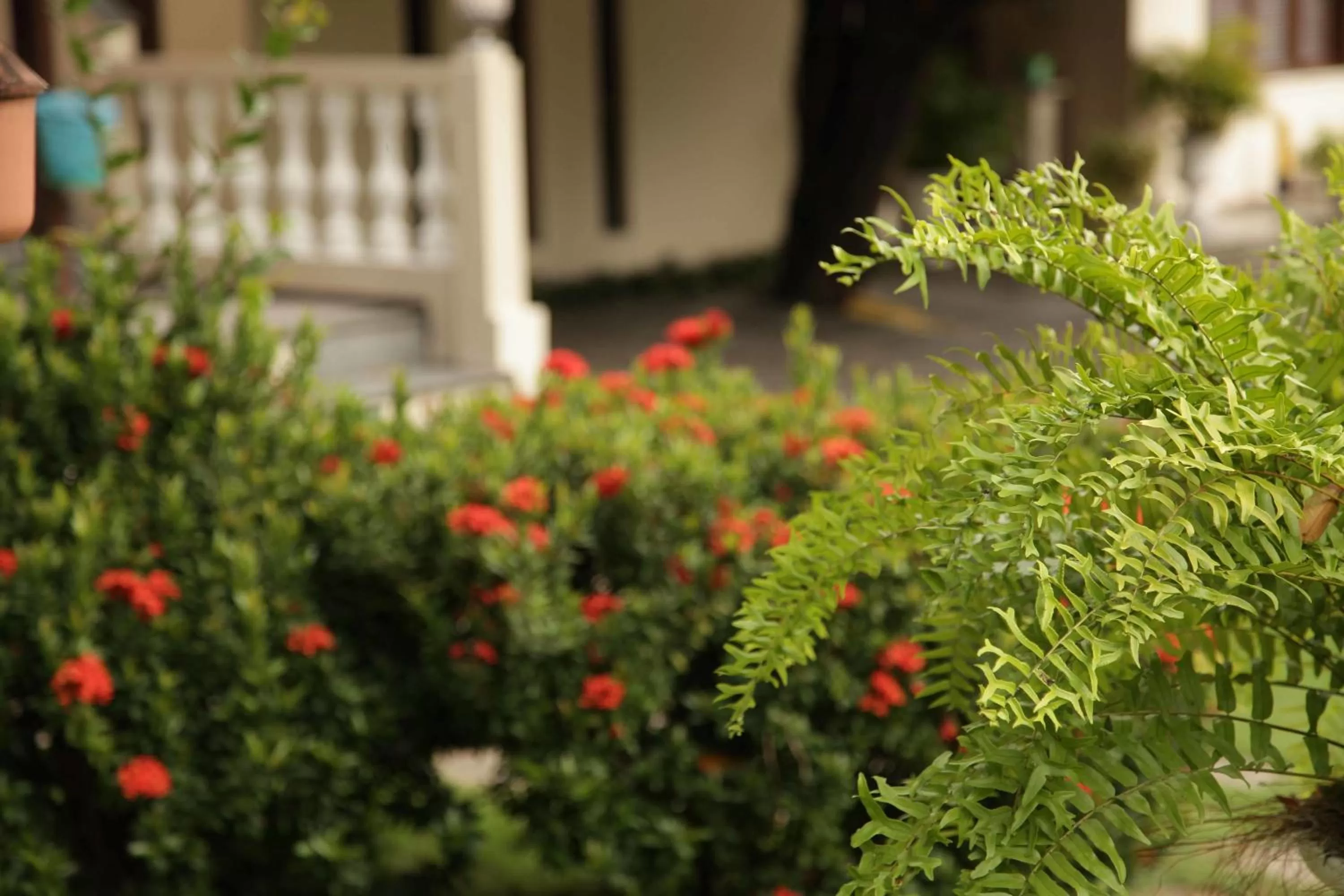 Garden, Property Building in Hotel Jardim