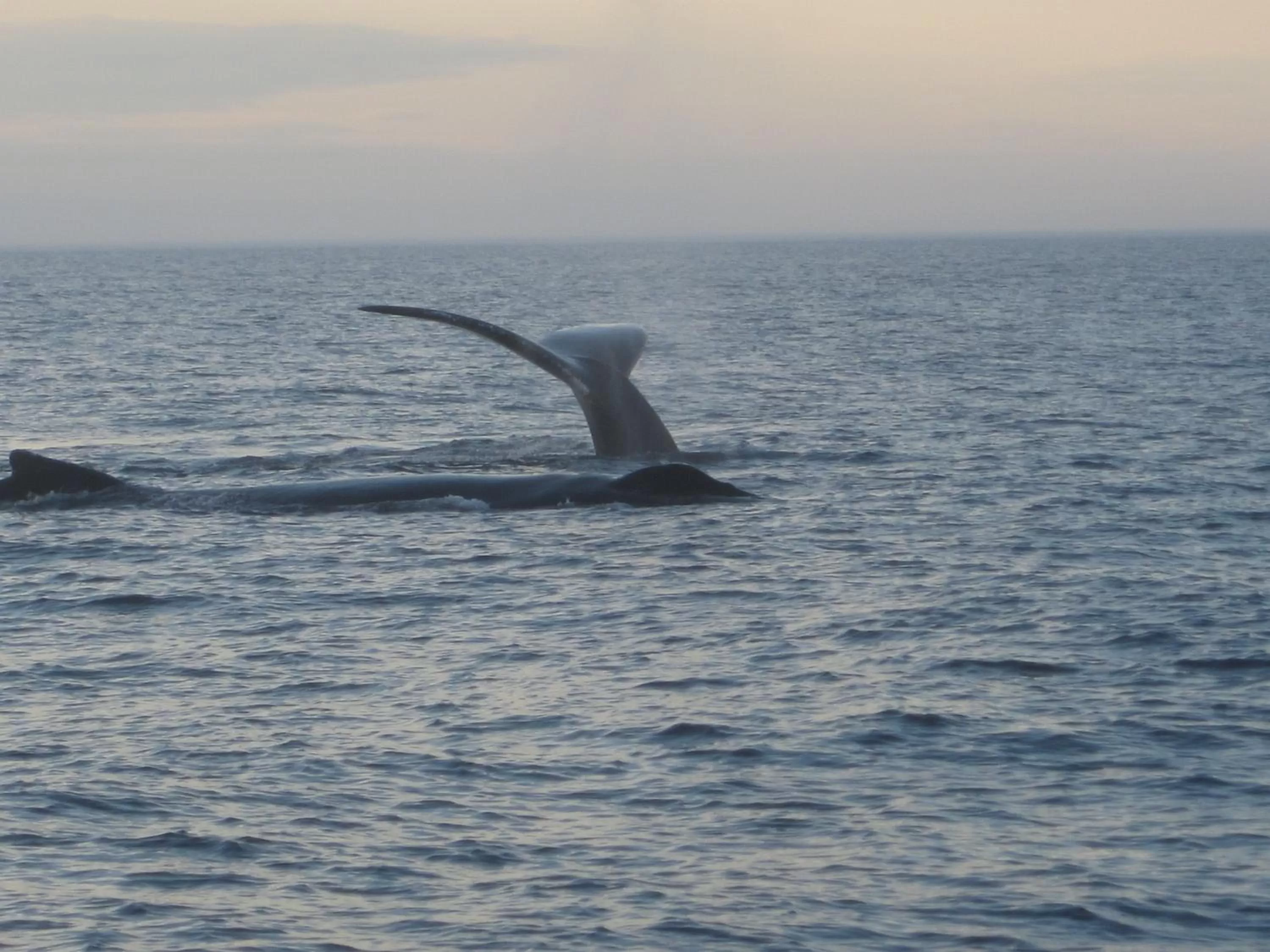 Activities in Grand Oak Manor Bed and Breakfast