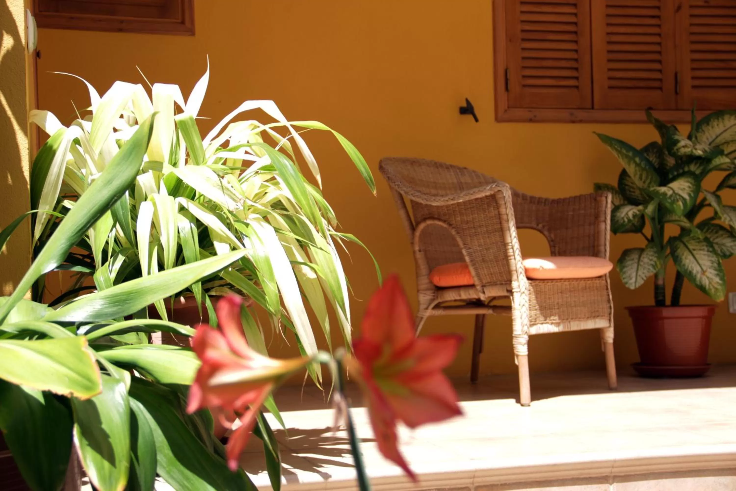 Garden in Kira's Boutique Hotel