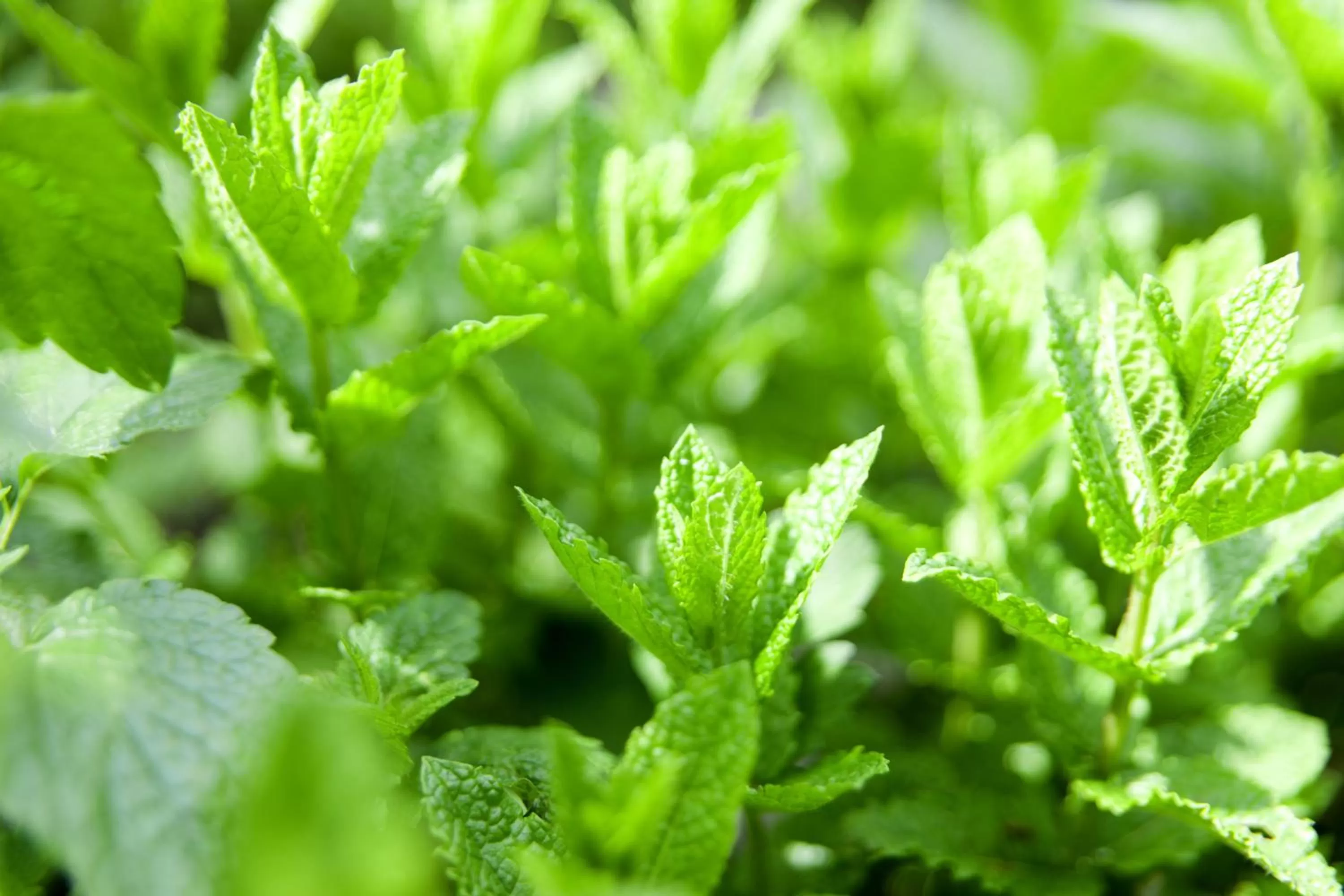 Food and drinks in Romantik Hotel Alte Vogtei