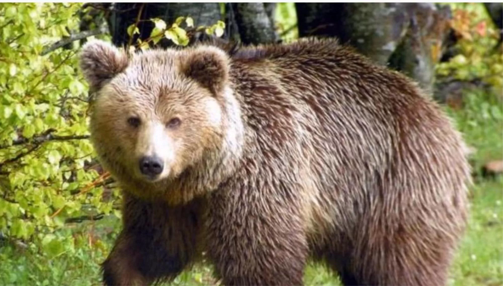 Animals in Mondeus Inn Luxury