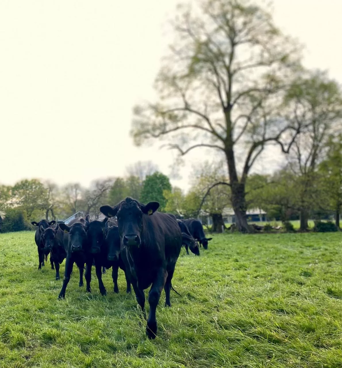 Natural landscape, Other Animals in BnB It Hazzeleger Beetsterzwaag