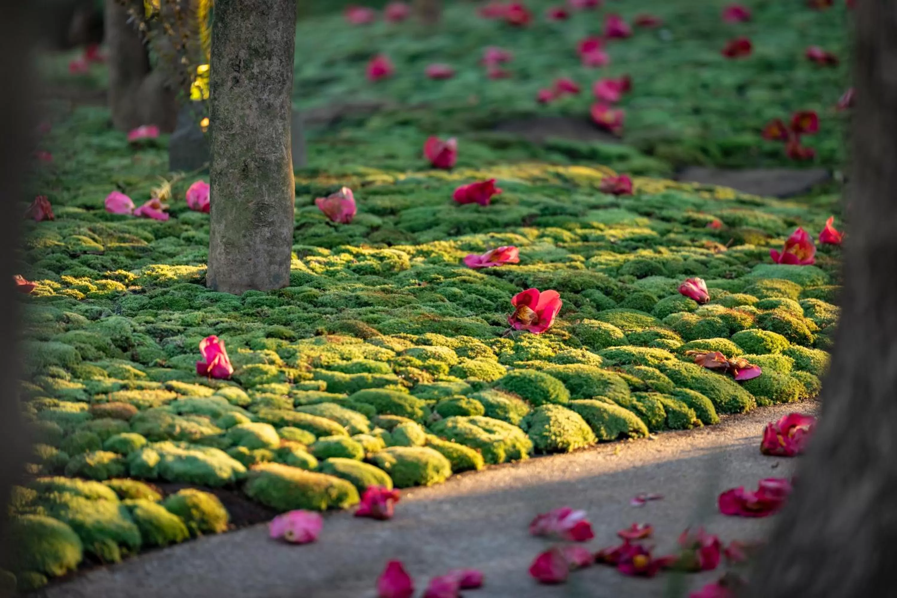 Garden in Hotel Chinzanso Tokyo