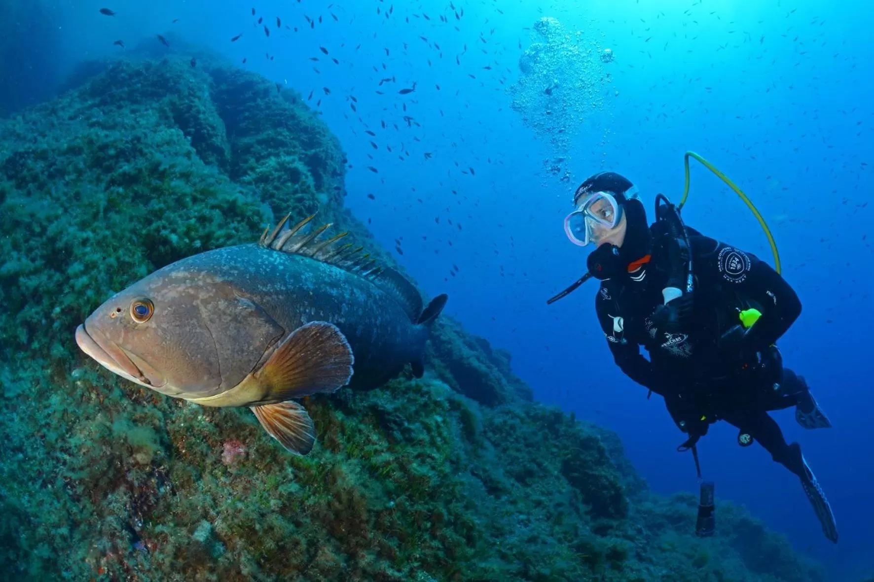 Diving in Hôtel Le Méditerranée