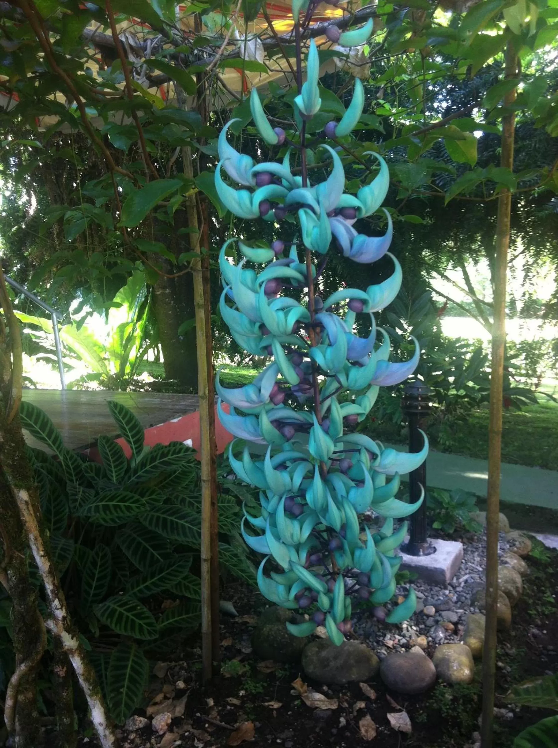 Cabañas Green House