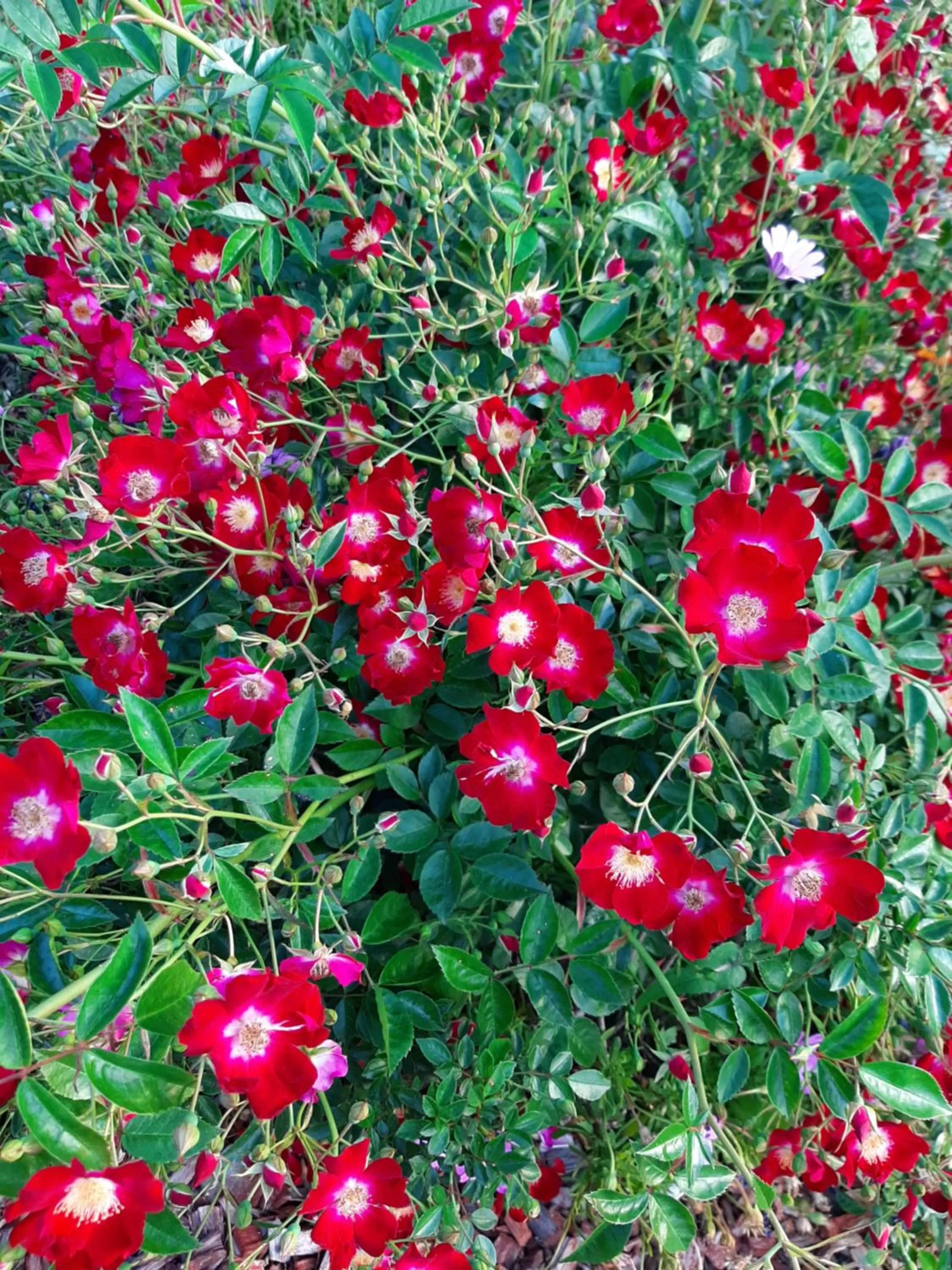 Country Rose Motel Warwick