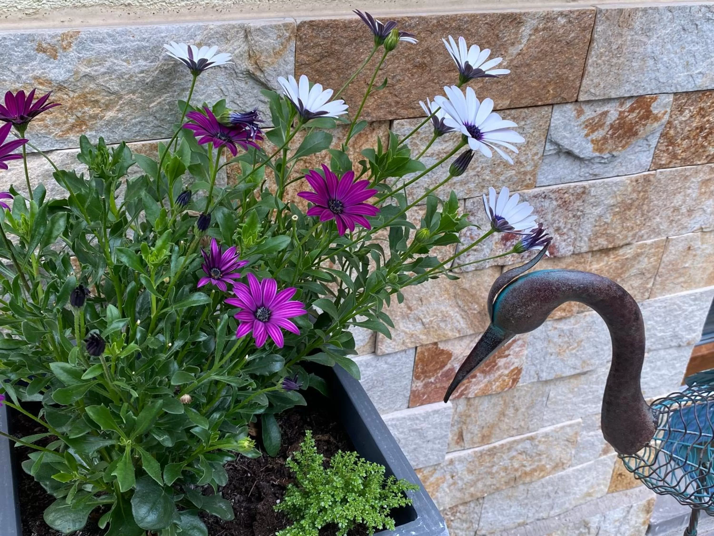 Garden in Margaréta Garden & SPA
