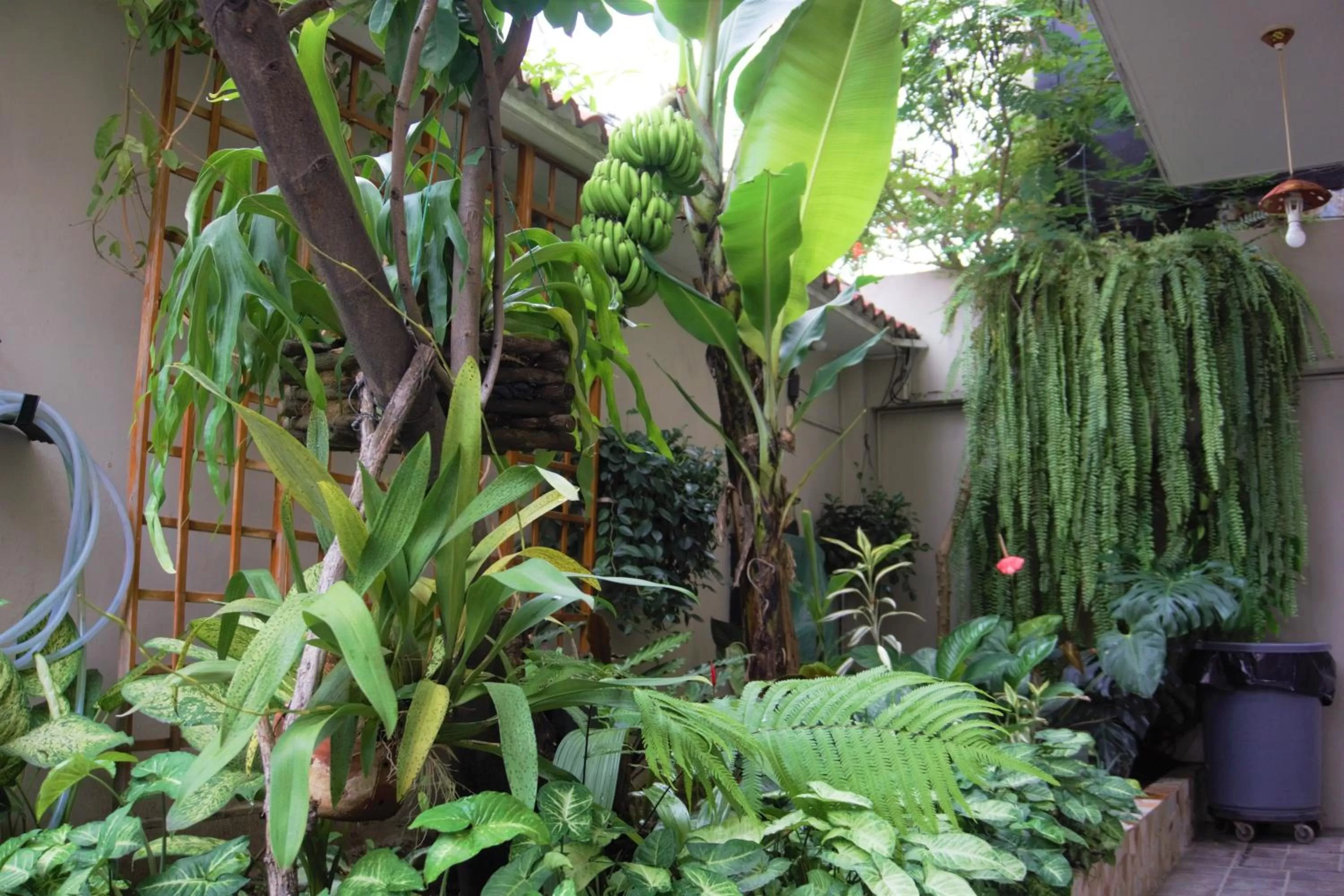 Garden in Hostal Macaw