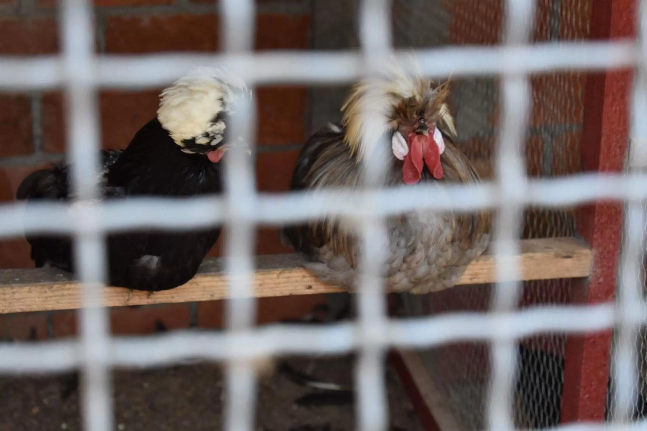 Animals in Etno selo Vile Jefimija, selo Preobrazenje, Vranje