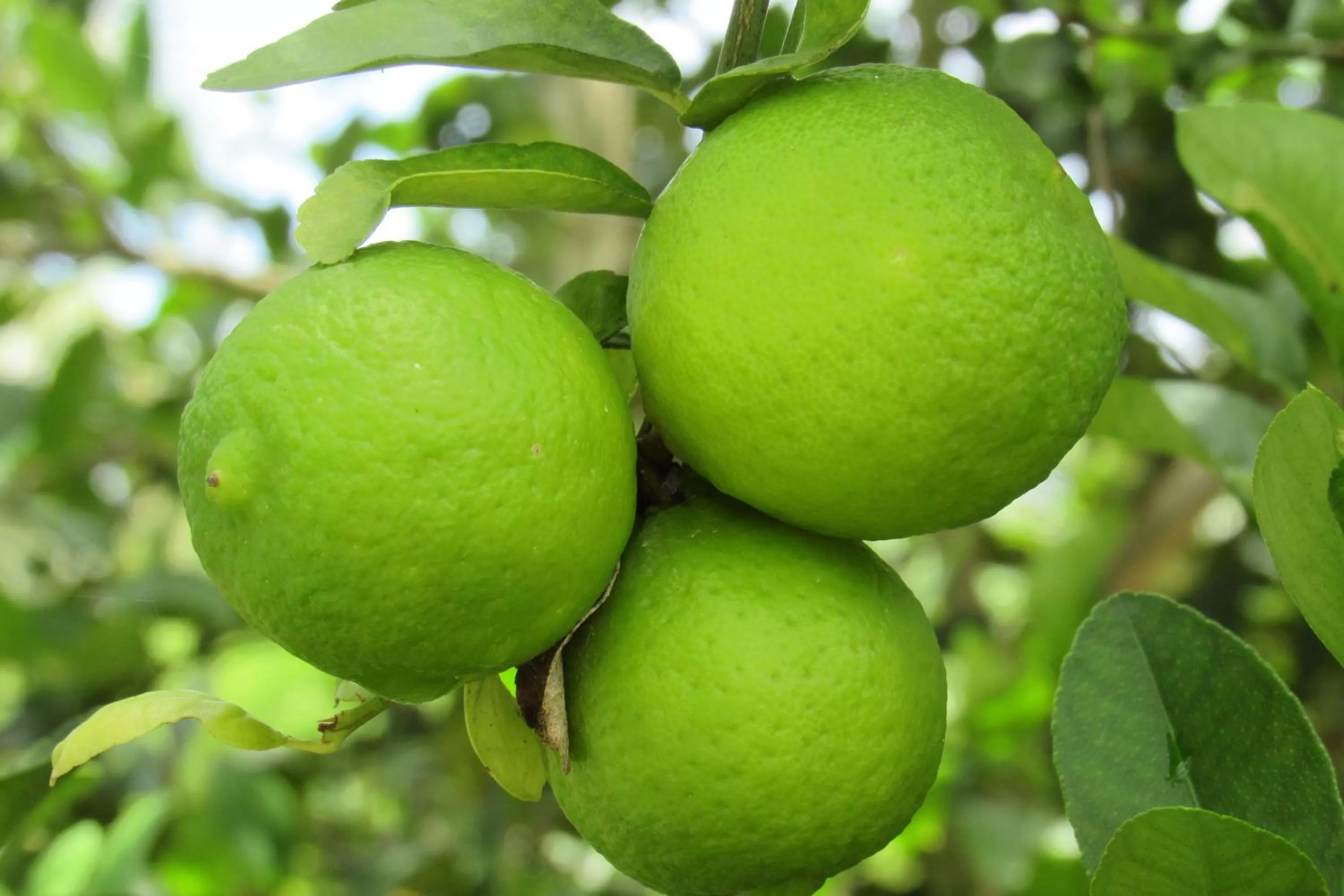 Garden view in Pousada Villages Boutique Hotel