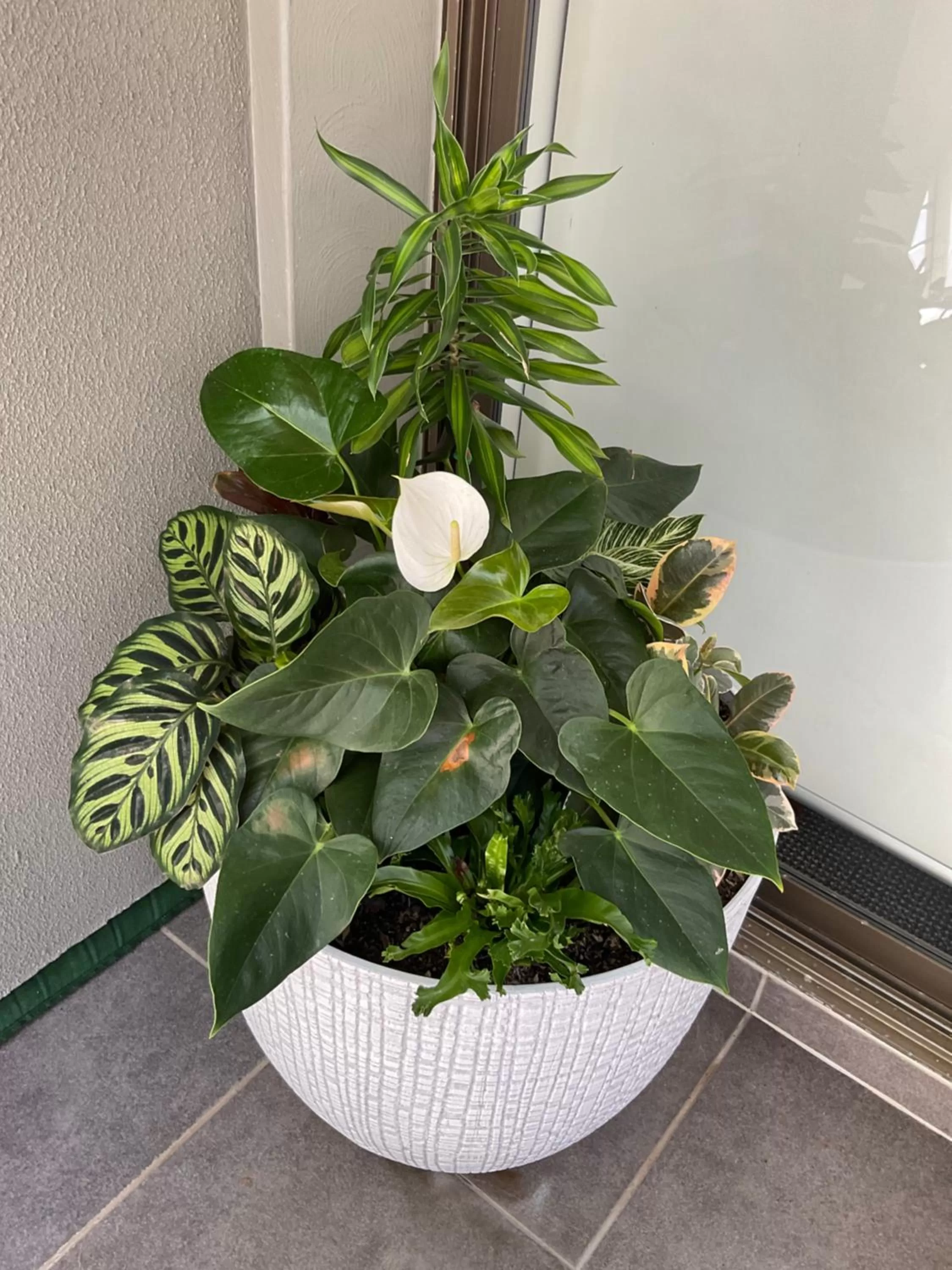 Private Suite Nautilus Beach Front Resort