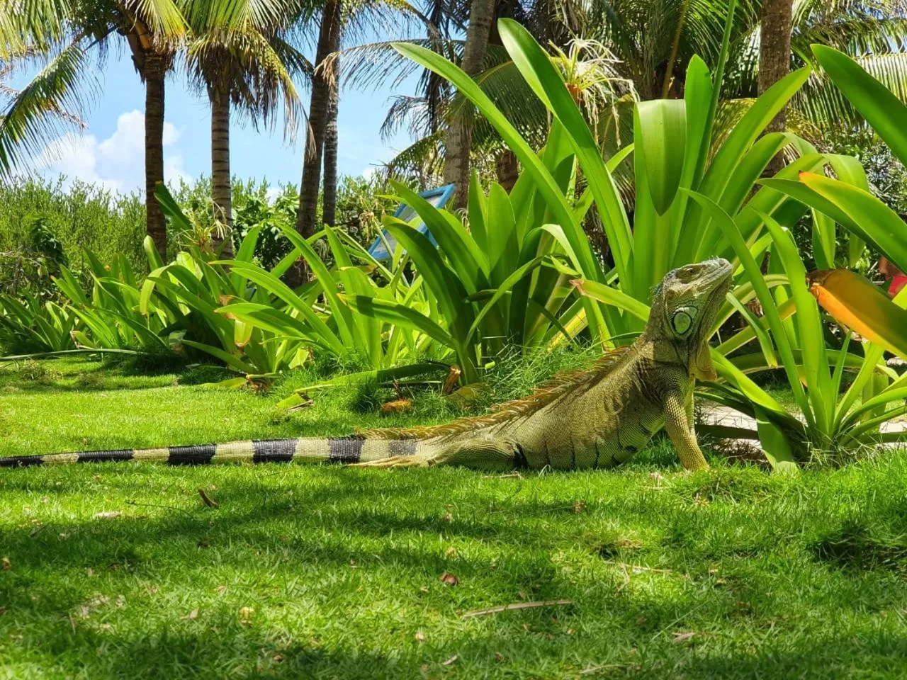 Other Animals in Jackuri Casa Hospedaje