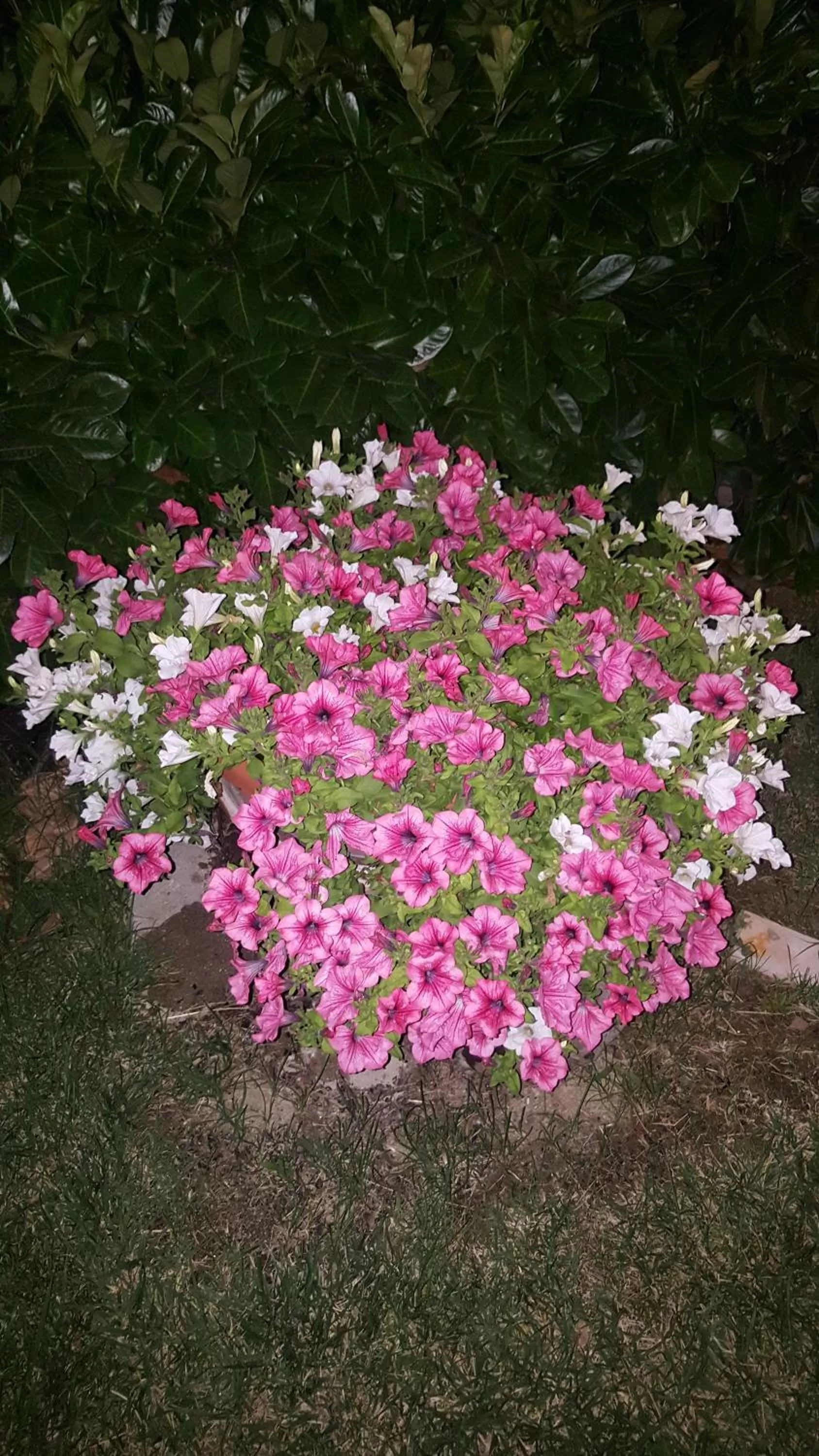 Garden in Villa Gioia Rooms