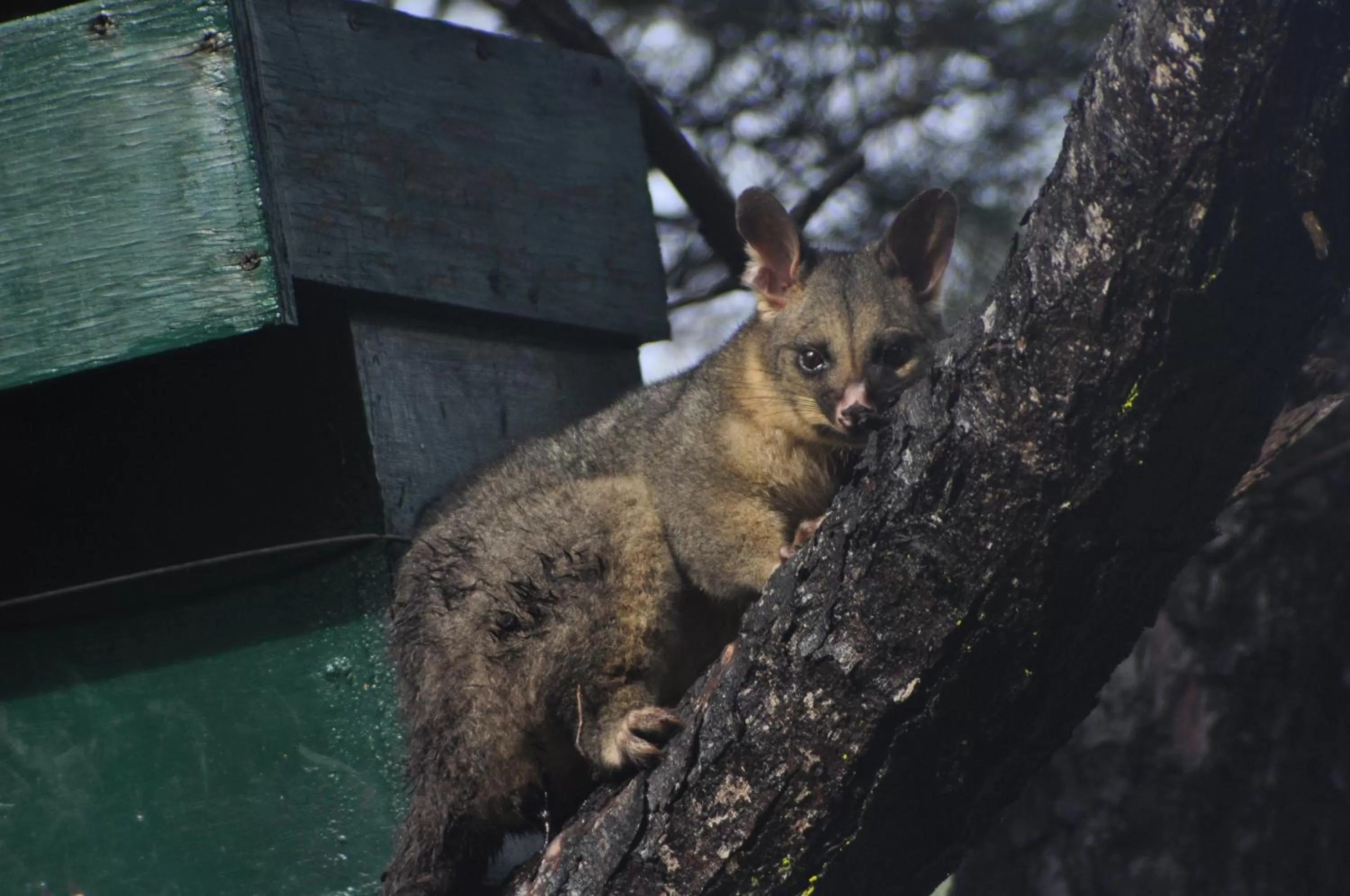 Animals in By the Beach B&B Self Contained Apartments