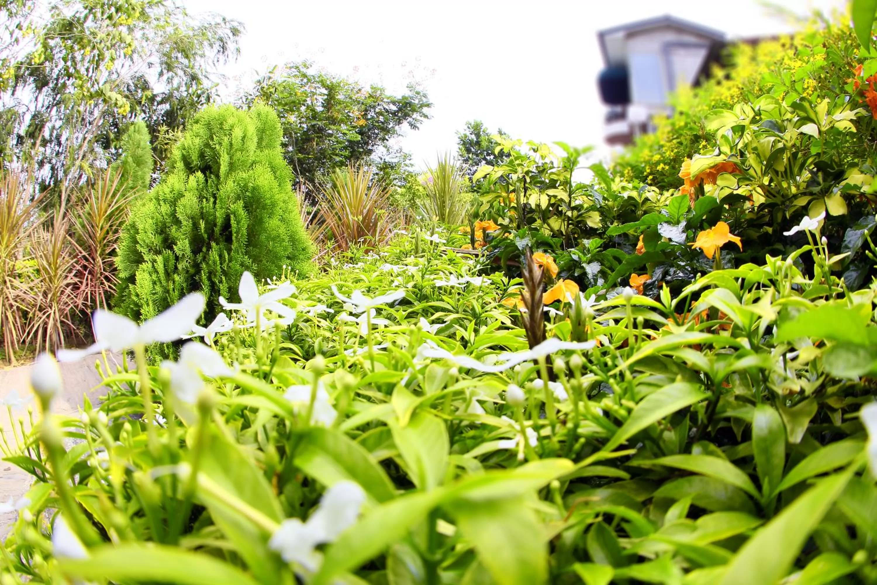 Garden in Opulent River Face Hotel