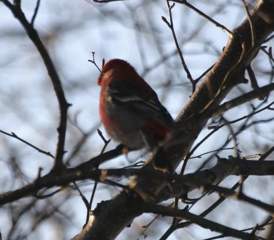 Animals in Halcyon Heights B&B/Inn