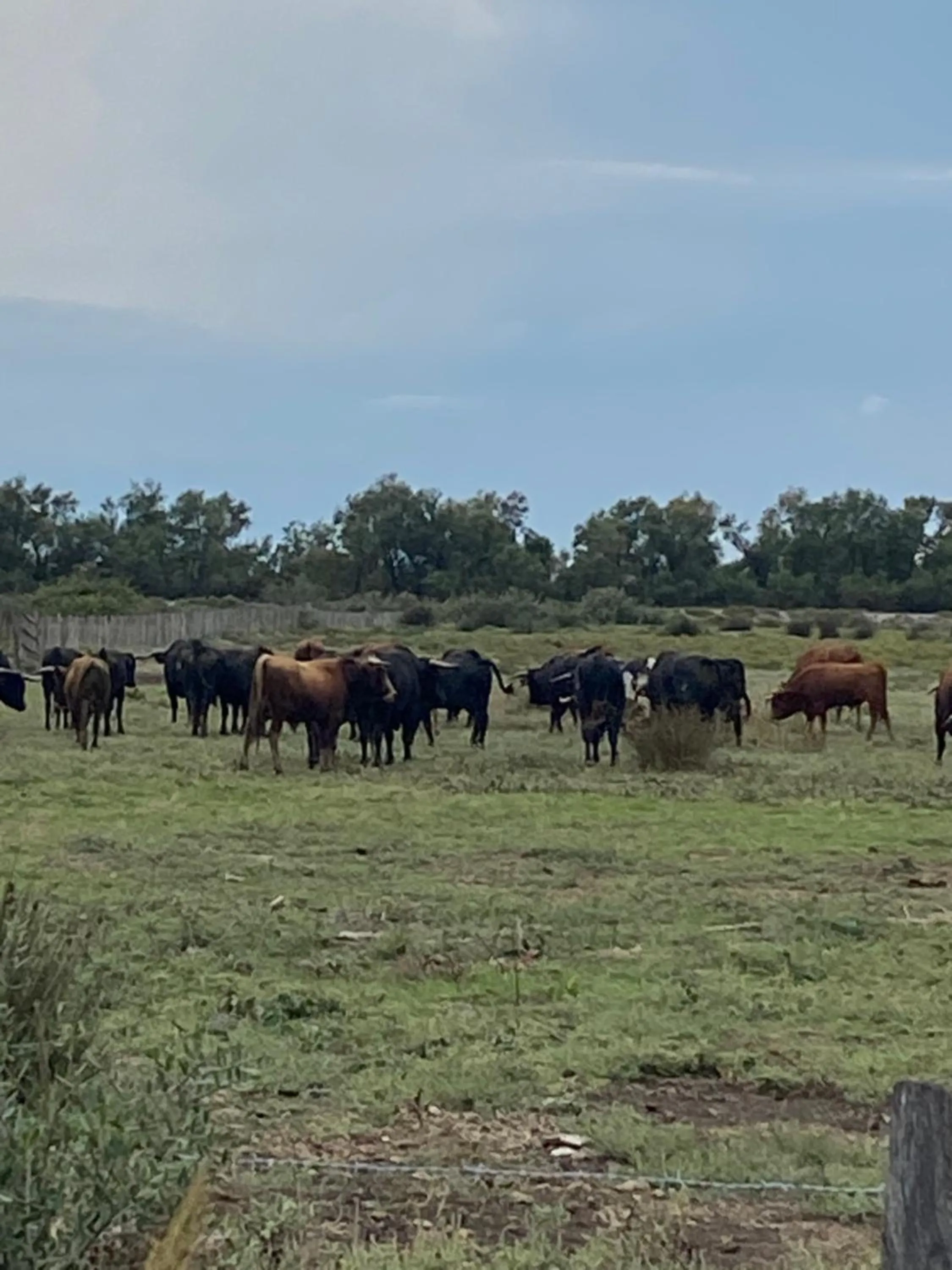 Animals in Le Mas de Cocagne