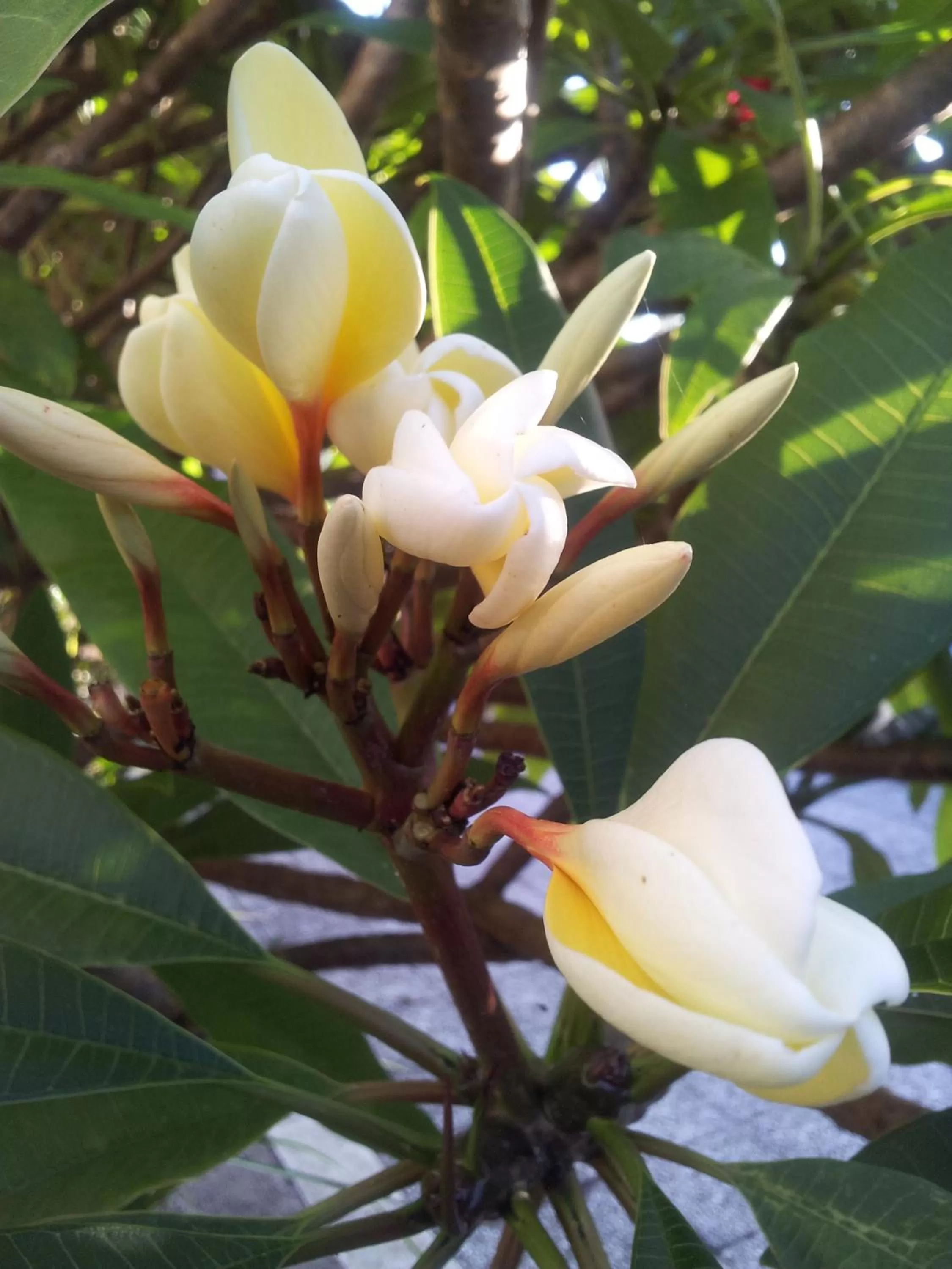 Decorative detail in Kerikeri Court Motel