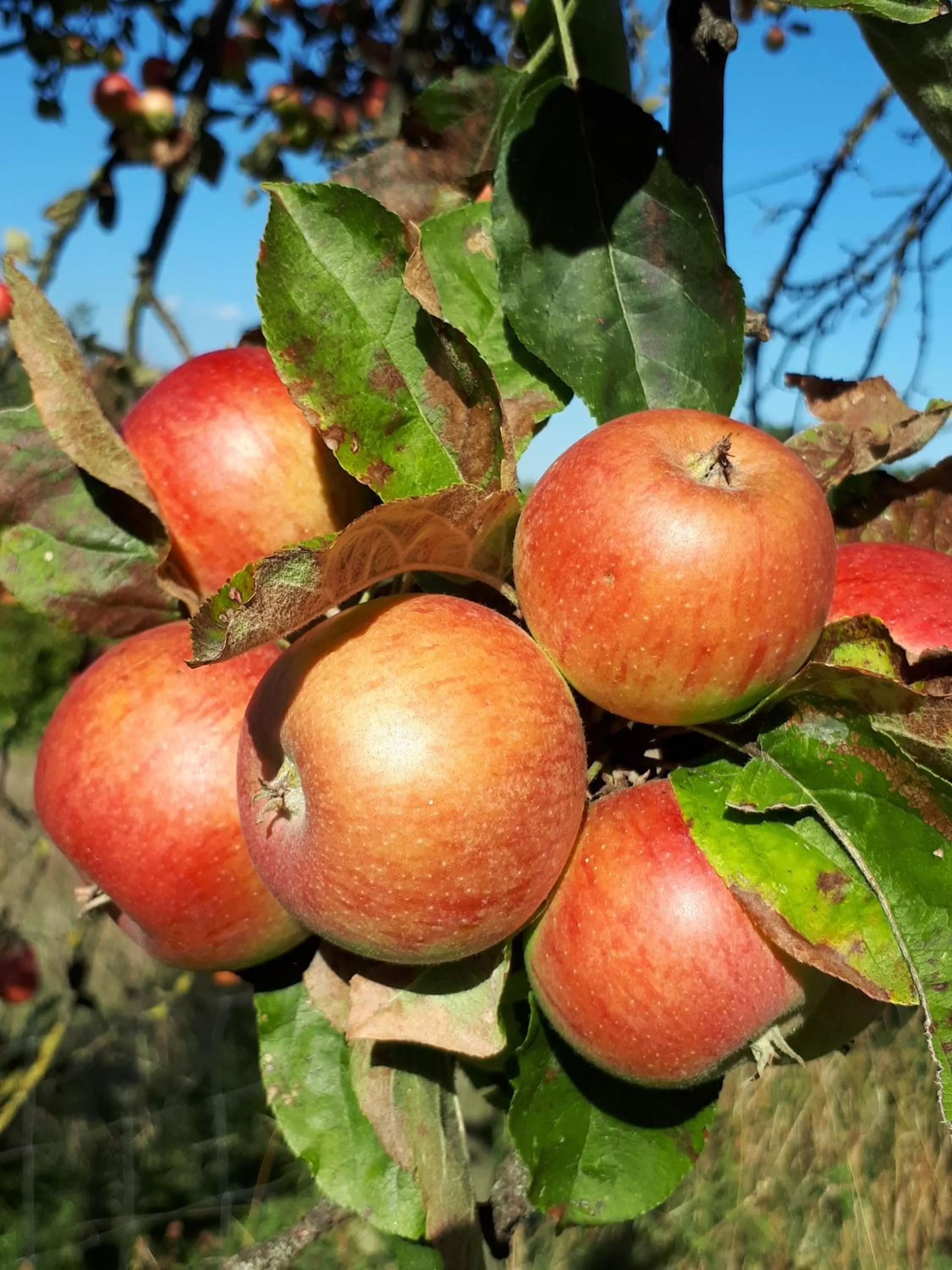Garden, Food in Mala Kmetija