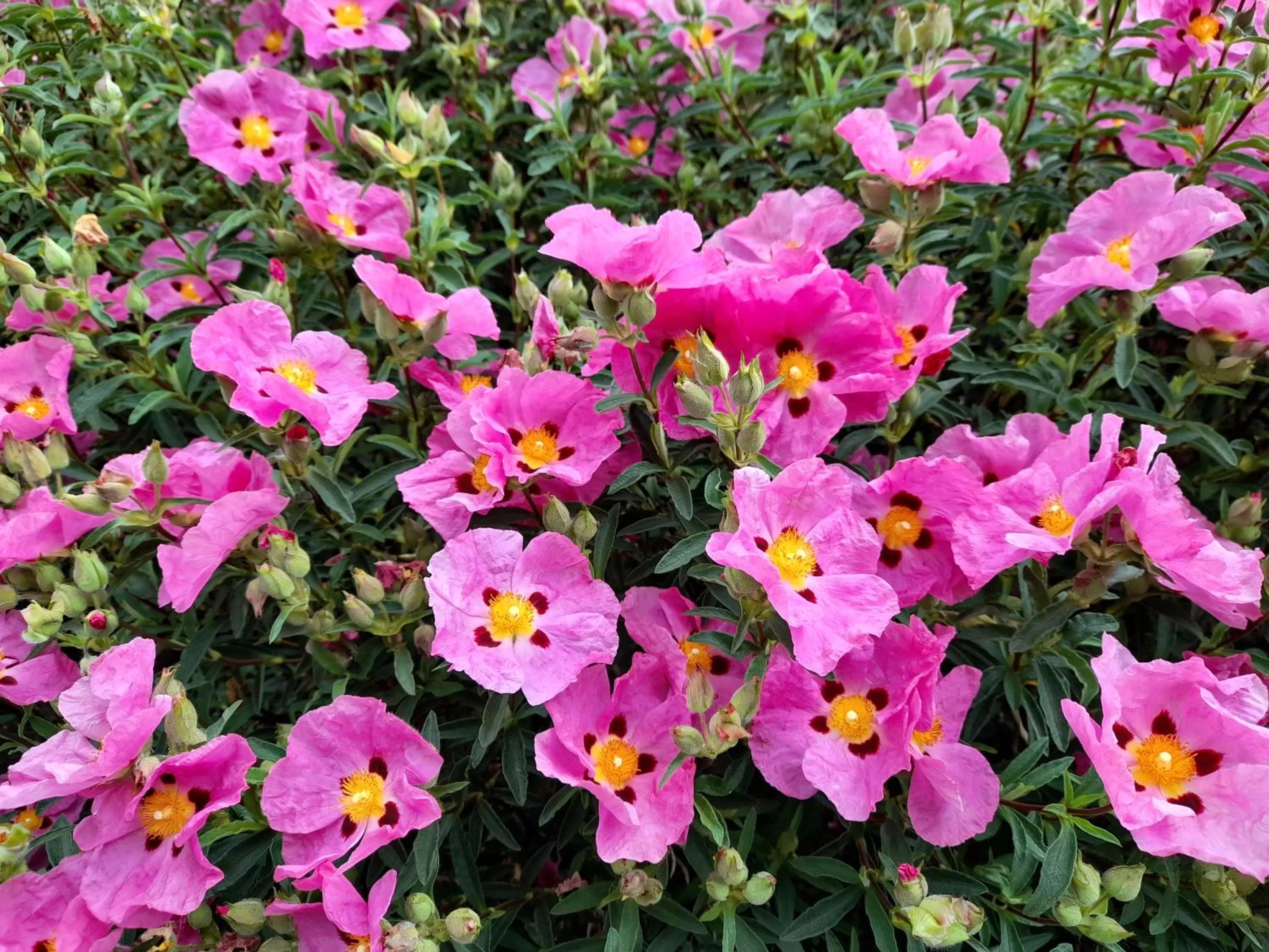 Hillside Bed and Breakfast