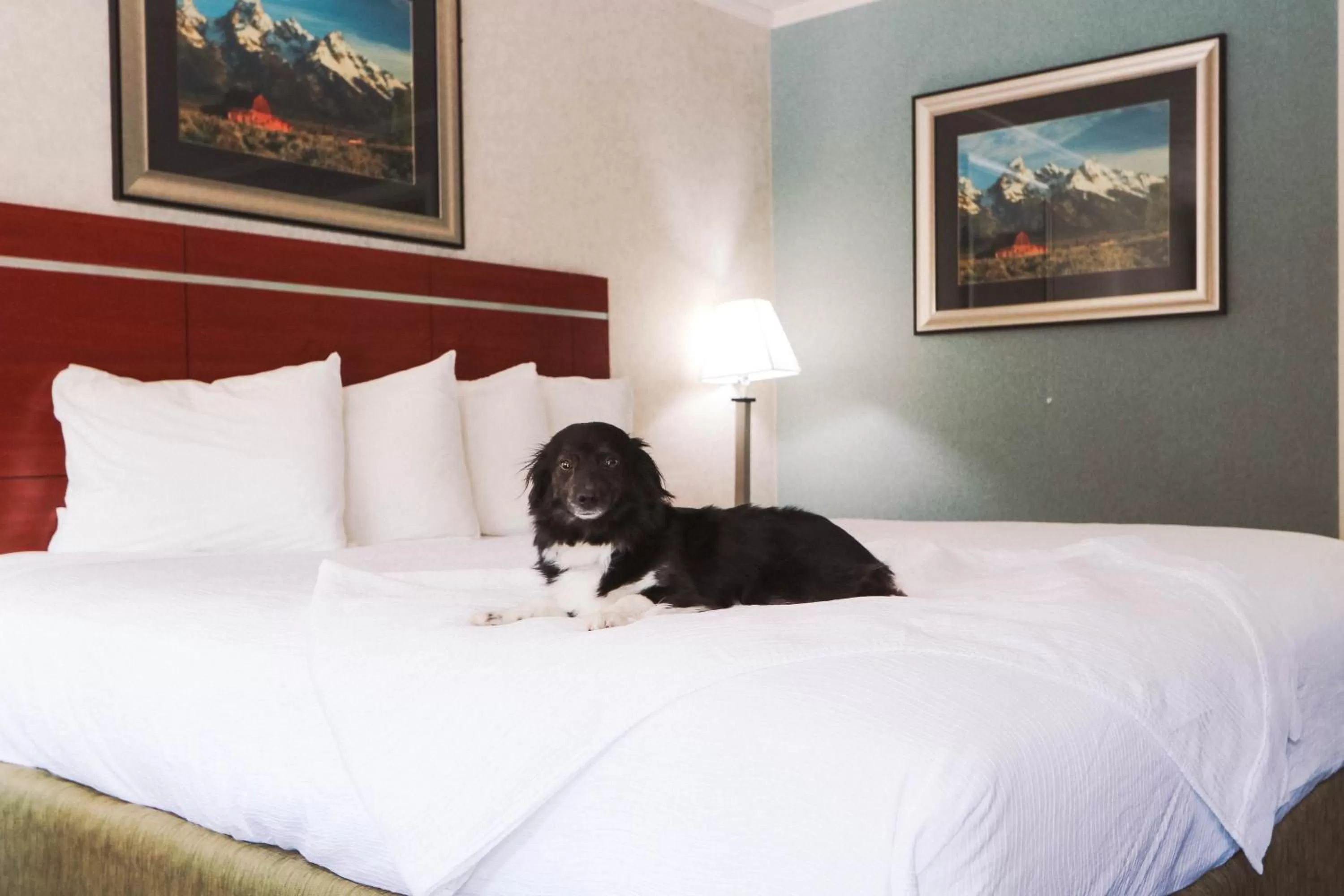 Pets, Bed in Brandin' Iron Inn