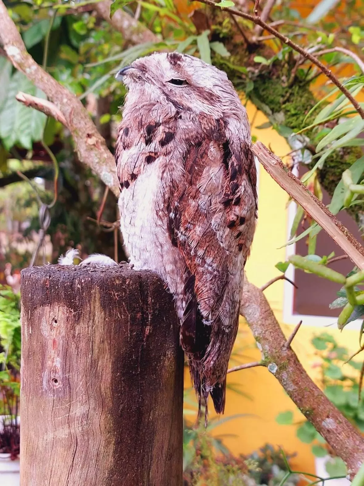 Animals, Other Animals in Pousada Capim Melado