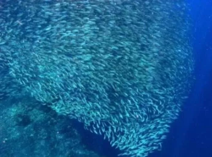 Pescador View - Beachfront ,Extensions & nearby the Ocean Hostels & Restaurant Moalboal