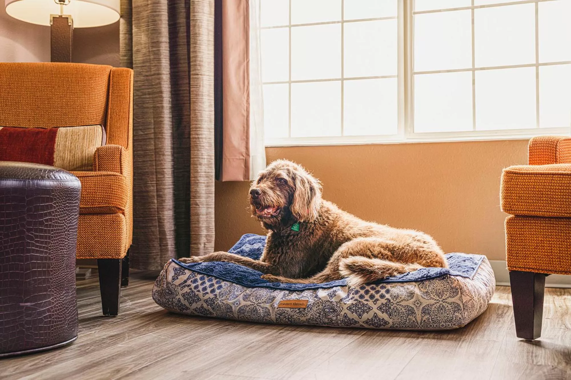 Pets in The Ashley Inn & Suites