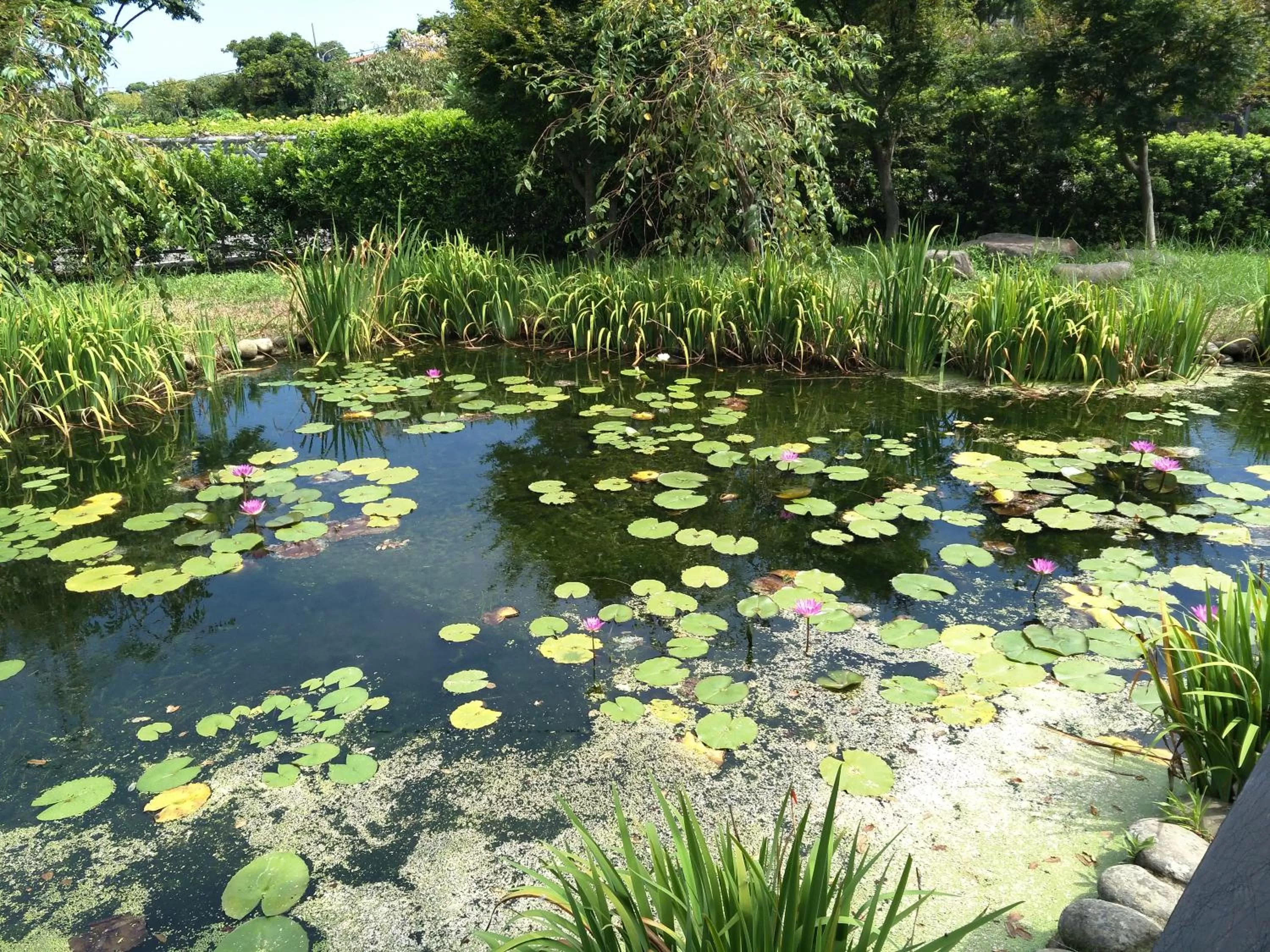Garden in Rainbow Bridge B&B