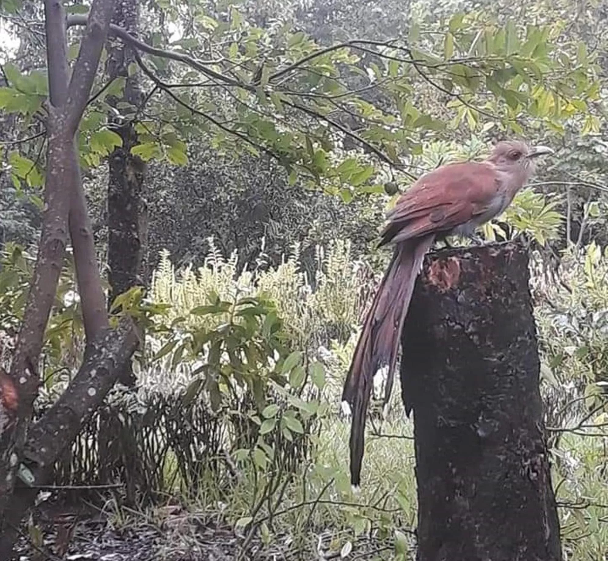 Animals, Other Animals in Pousada Di Luna