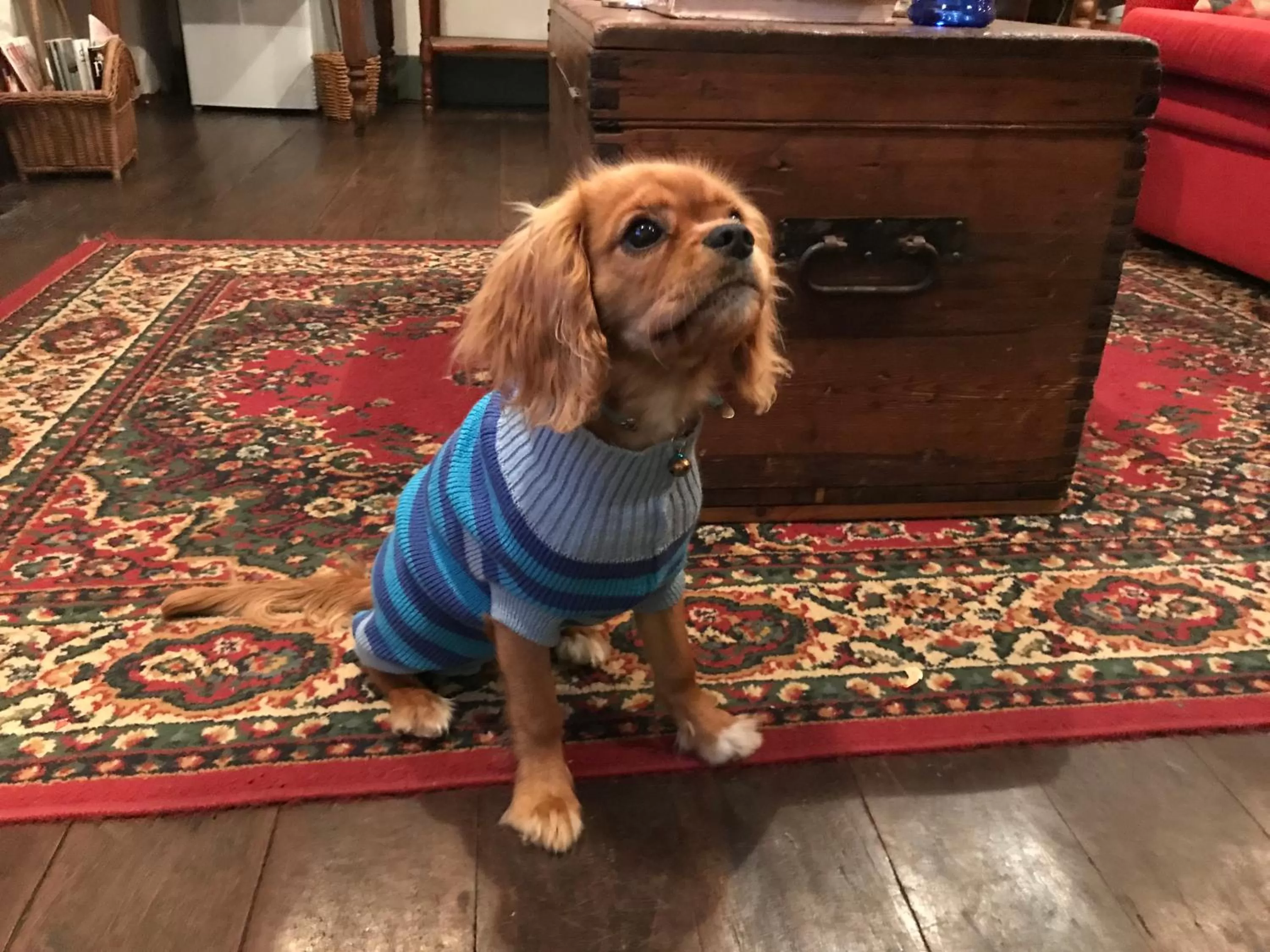 Pets in Dingup House