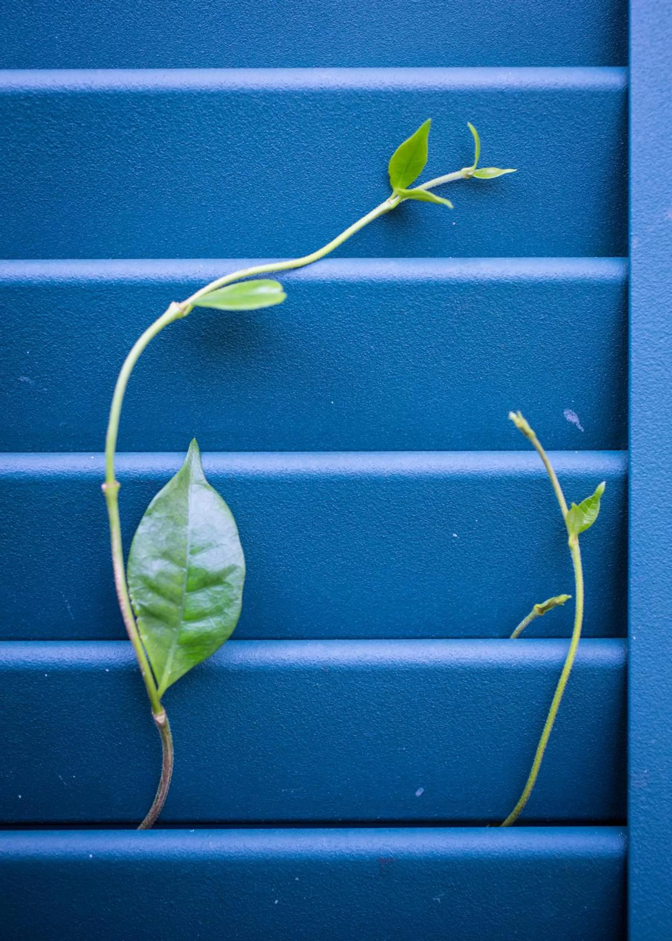 Decorative detail in Auld Sweet Olive Bed and Breakfast