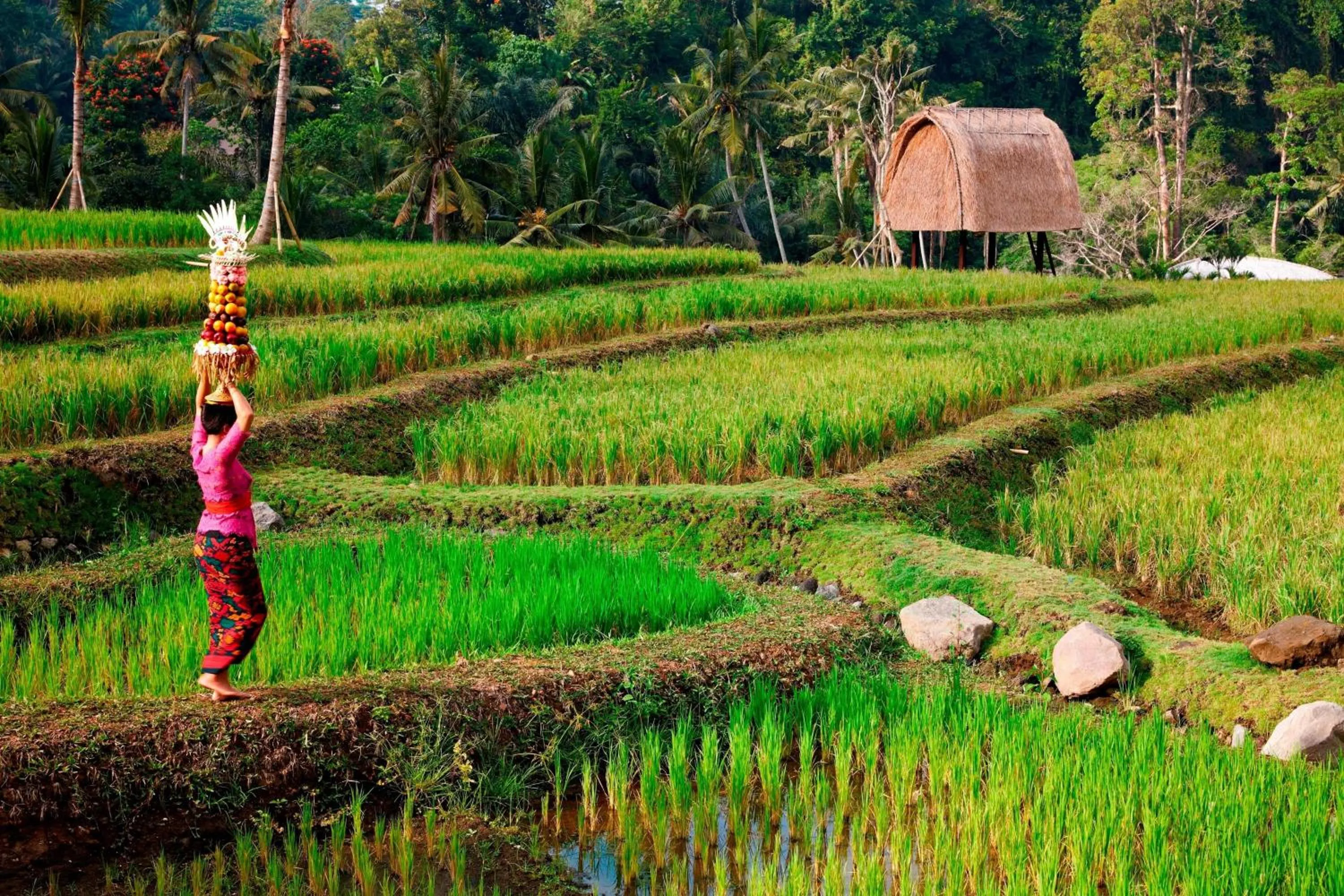 View (from property/room) in Mandapa, a Ritz-Carlton Reserve