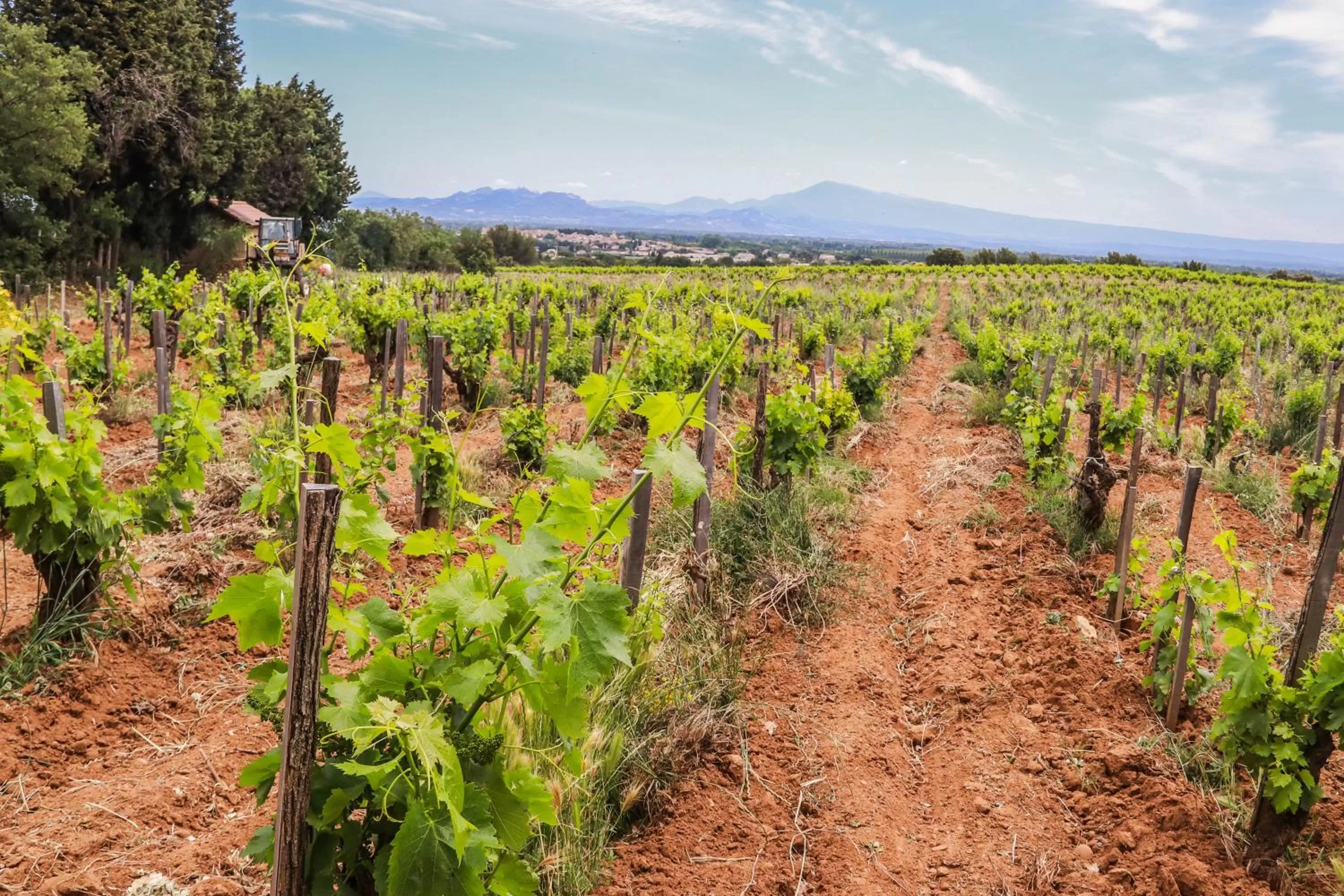 Garden in Chambres d'hôtes - Domaine de Cristia