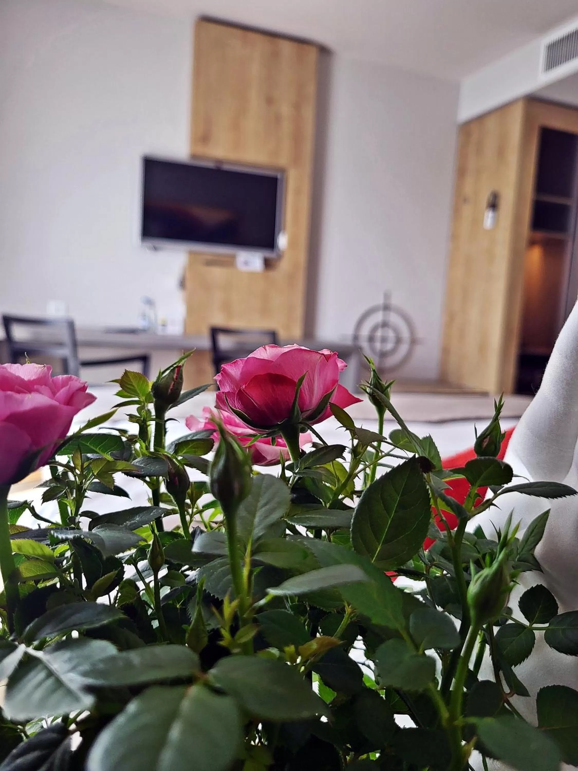 Photo of the whole room in Hotel Forza