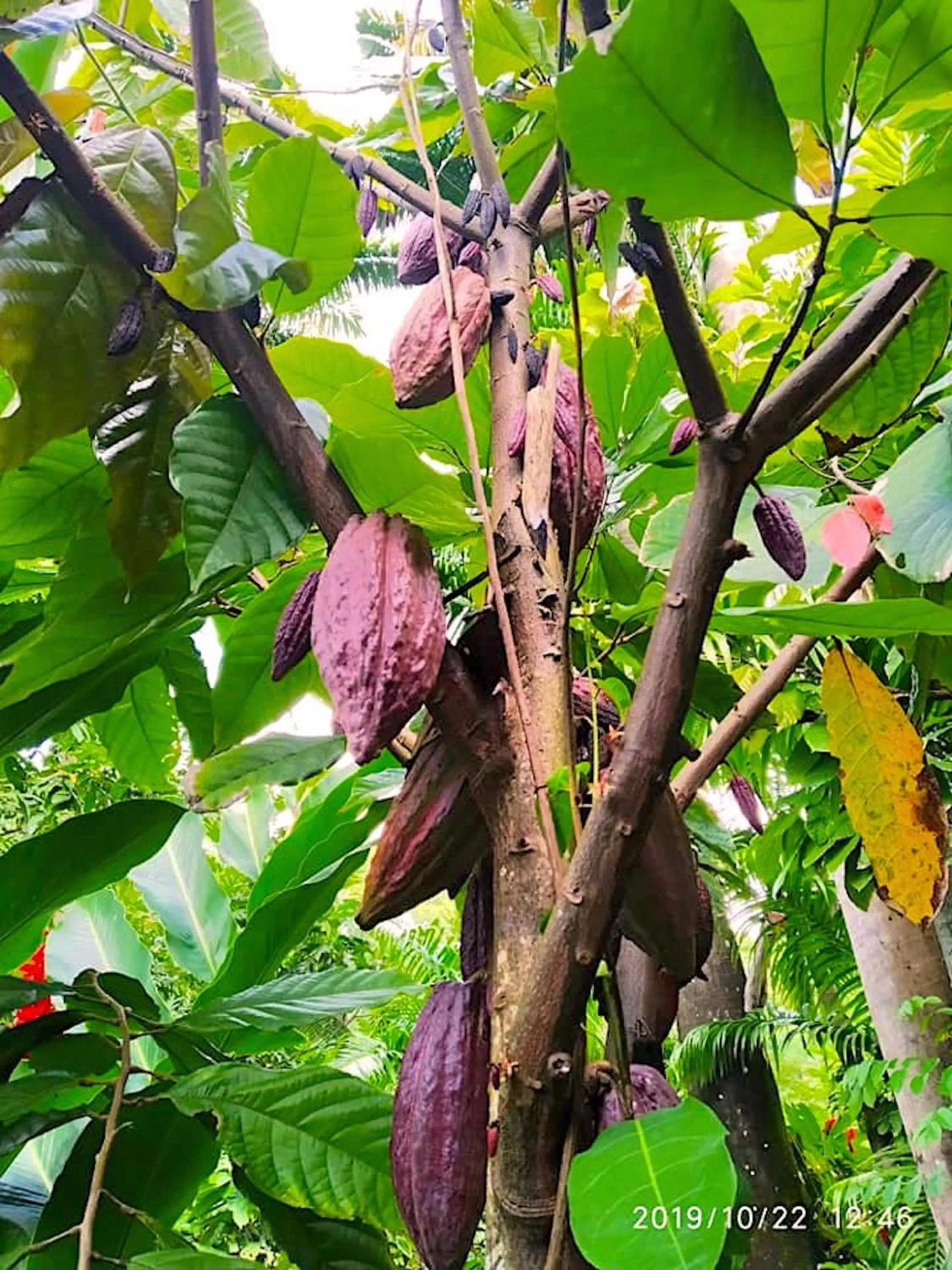 Garden, Other Animals in Cocoa Cottage