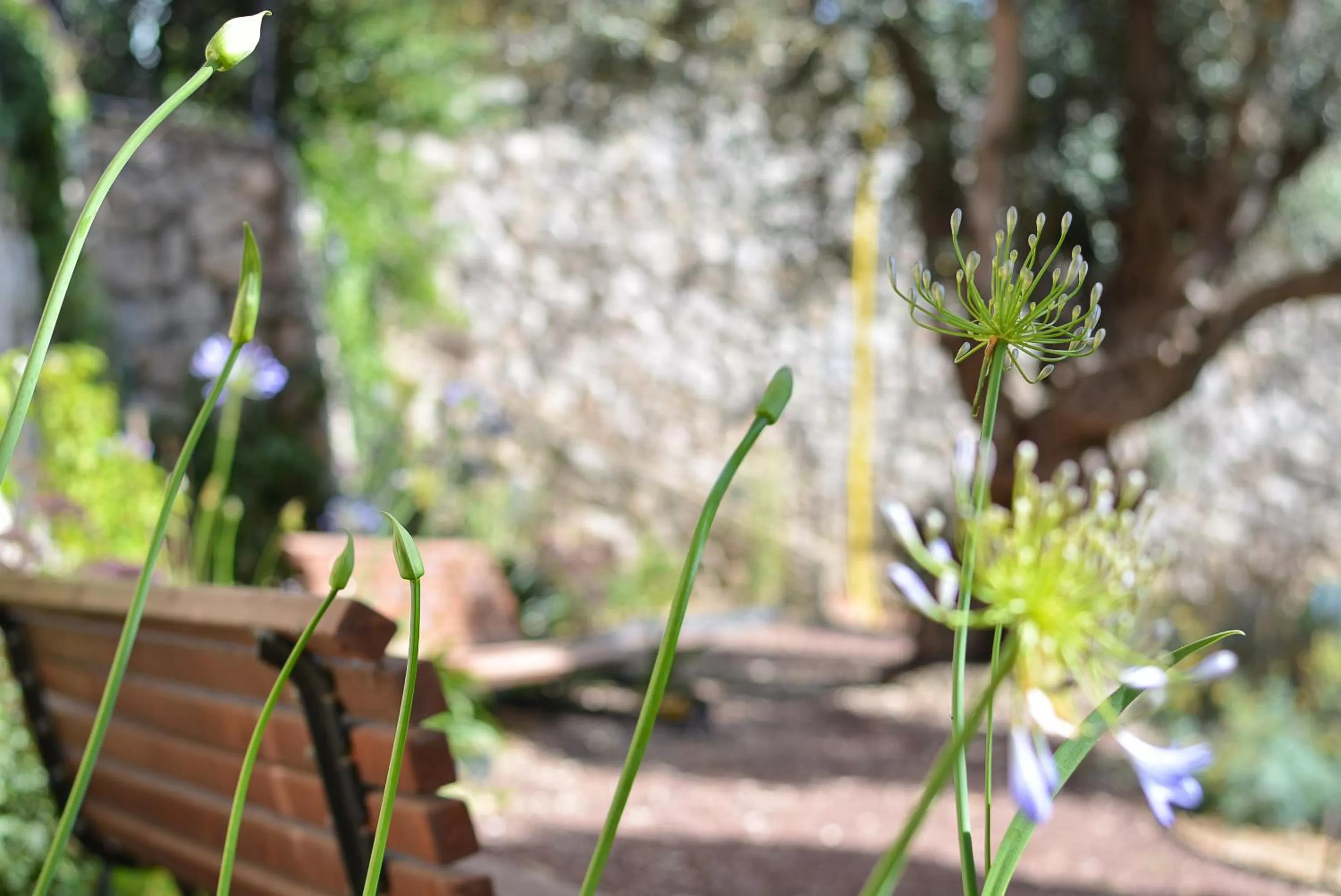 Other in Ruth Safed By Dan Hotels