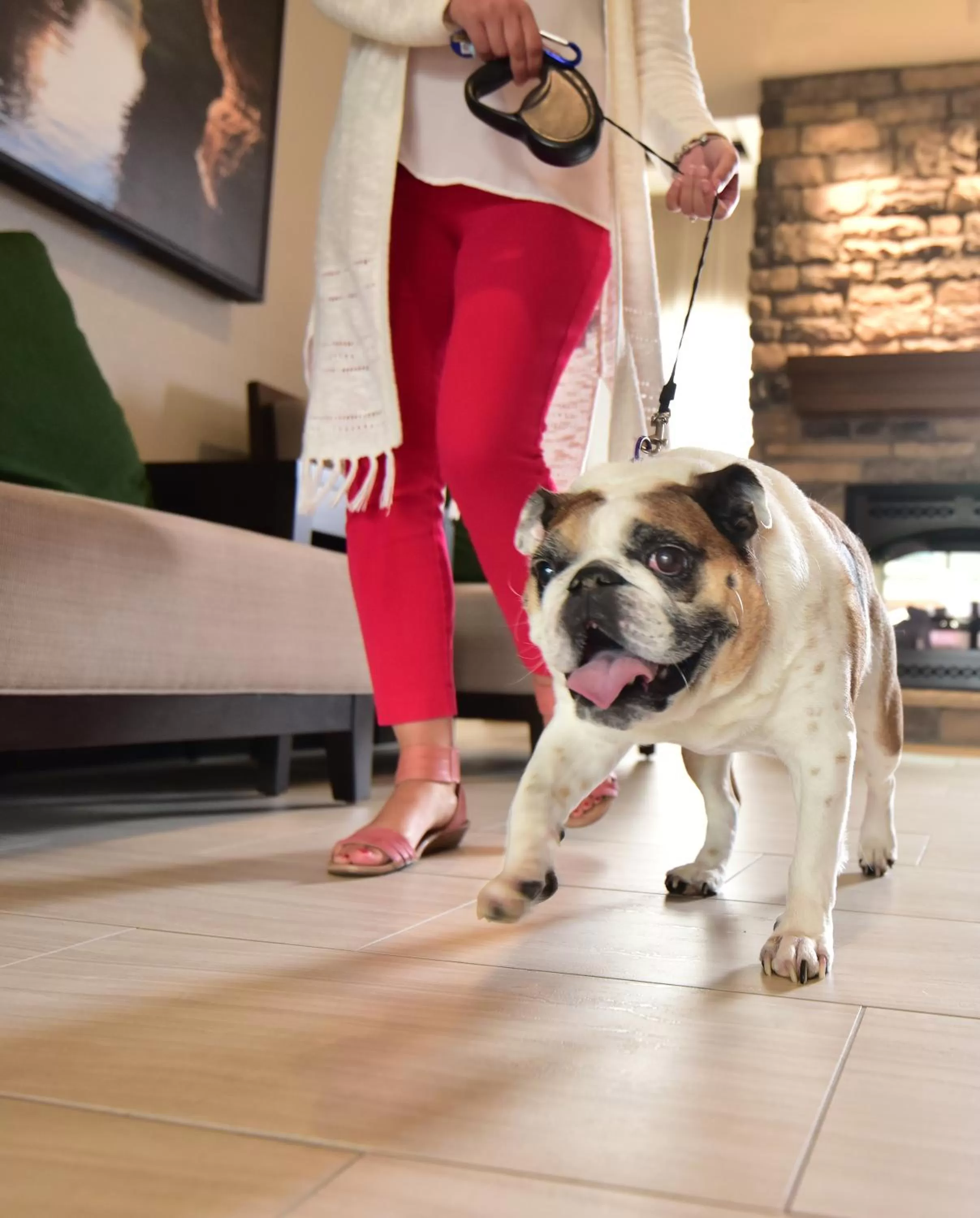 Pets in Staybridge Suites - Wisconsin Dells - Lake Delton by IHG