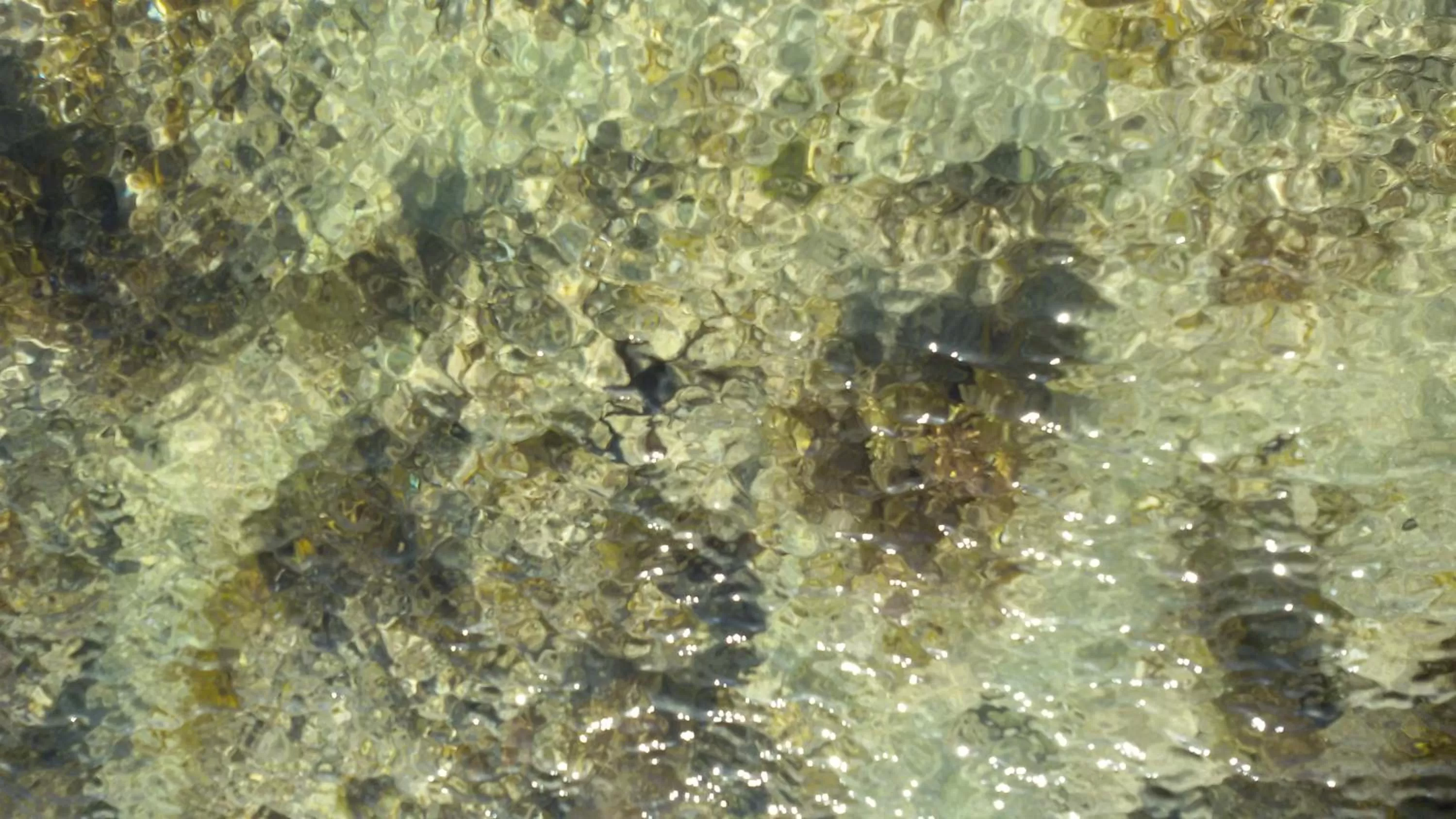 Beach, Other Animals in Bahari Pori Resort