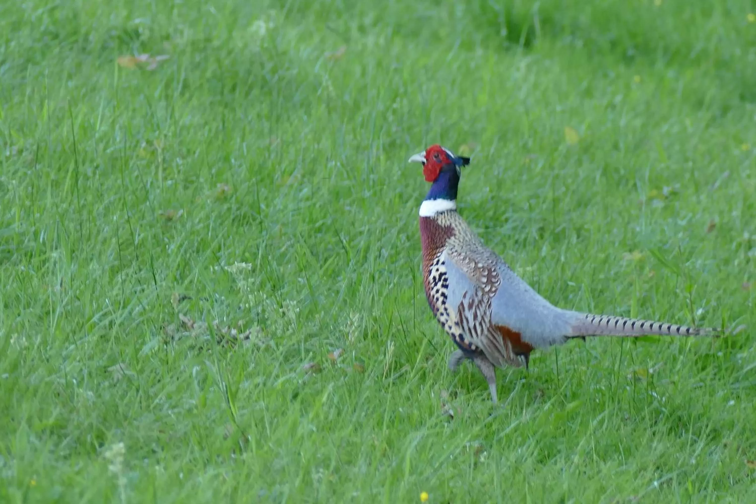 View (from property/room) in Le Clos des Perraudières