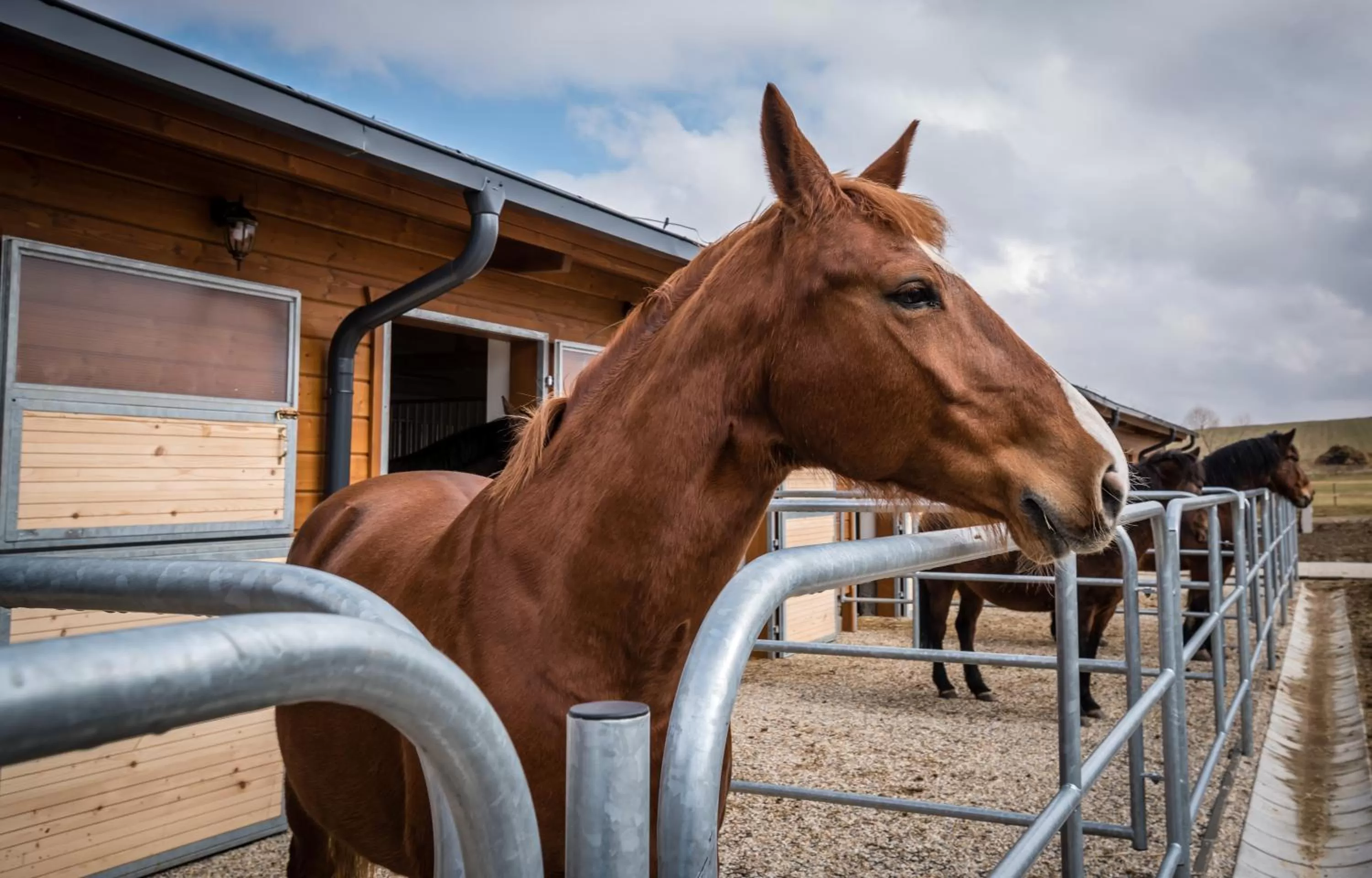 Horse-riding in Oravský Háj Garden Hotel & Resort