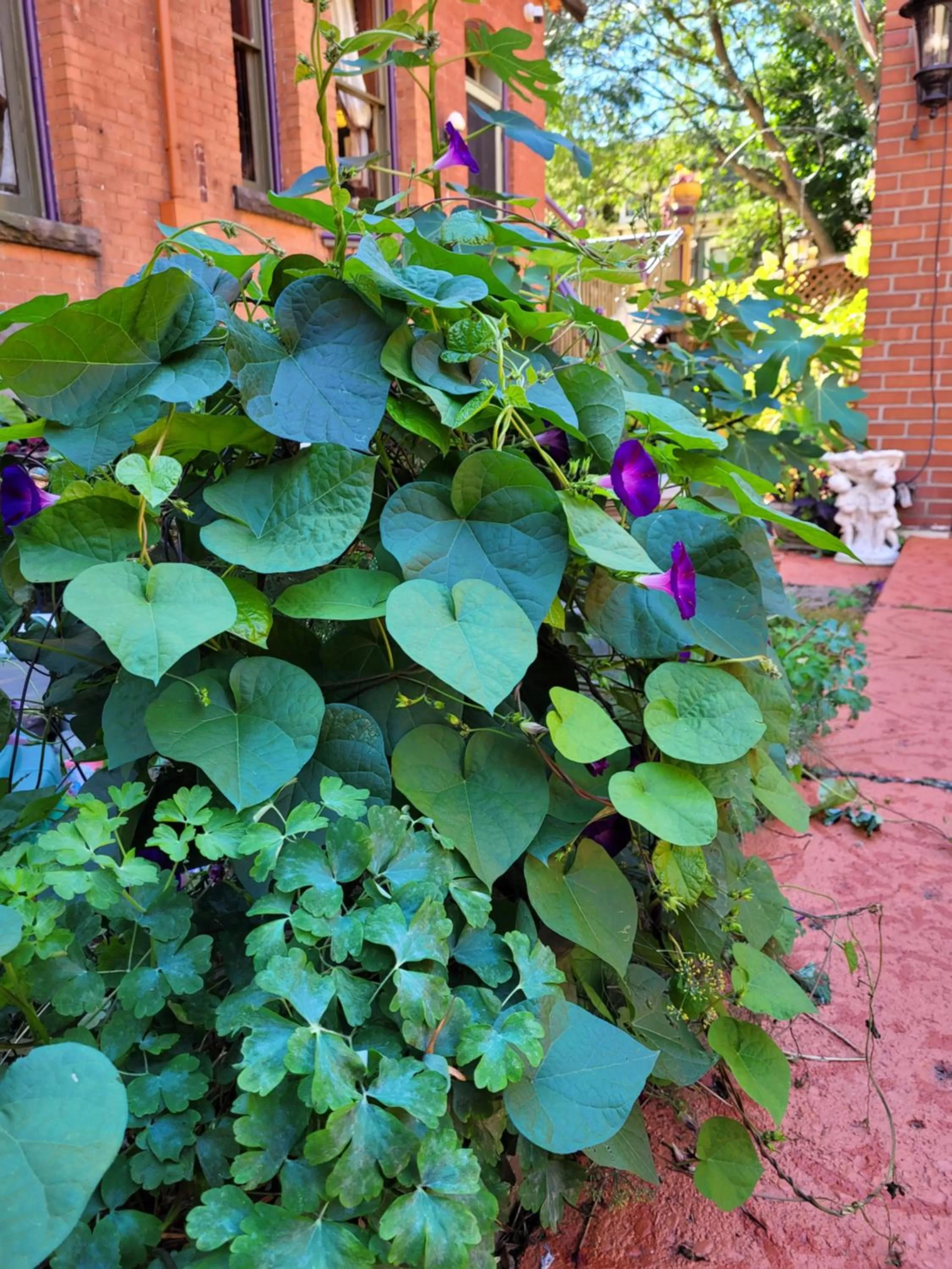 Garden in Buffalo Harmony House